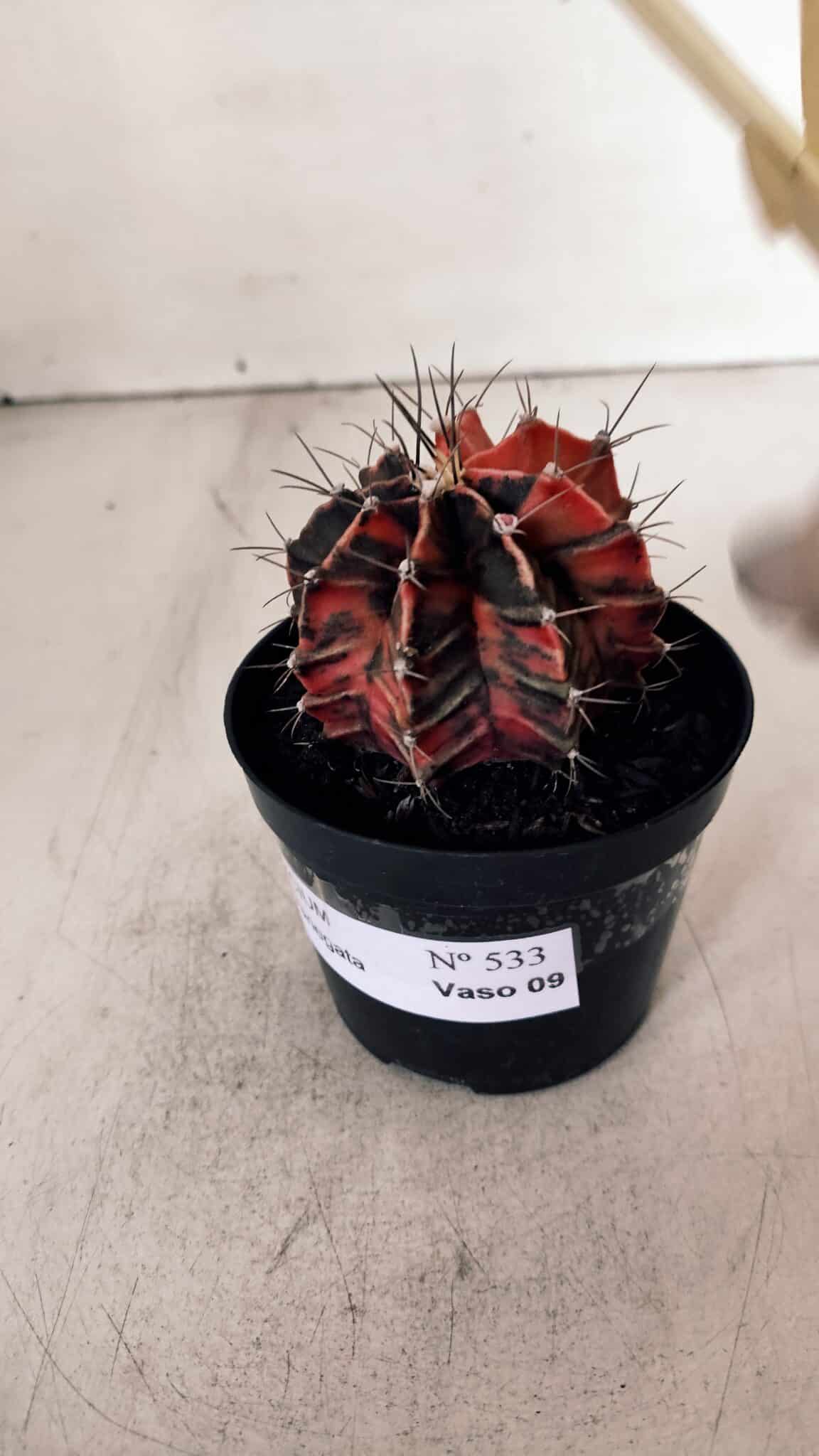 GYMNOCALYCIUM Mihanovichii Variegata Nº 533 – vaso 09
