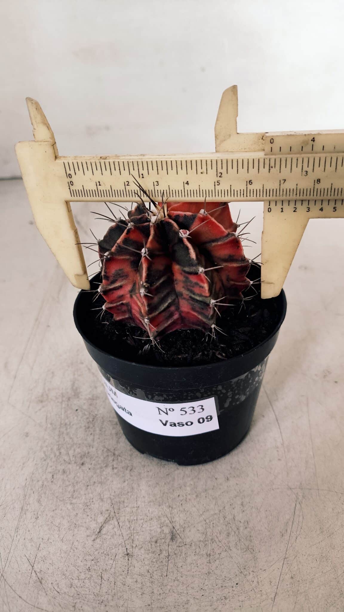 GYMNOCALYCIUM Mihanovichii Variegata Nº 533 – vaso 09