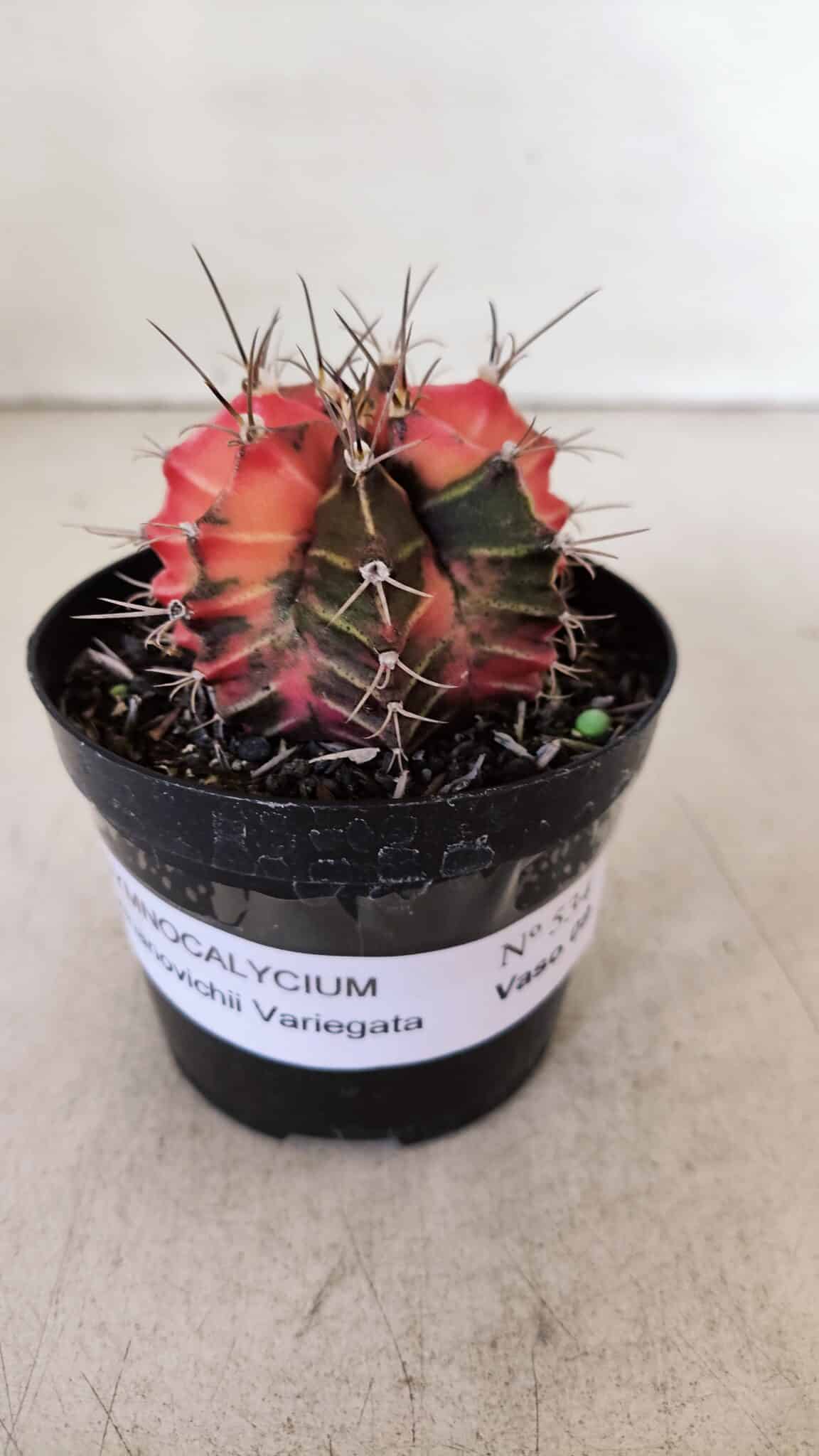 GYMNOCALYCIUM Mihanovichii Variegata Nº 534 – vaso 09