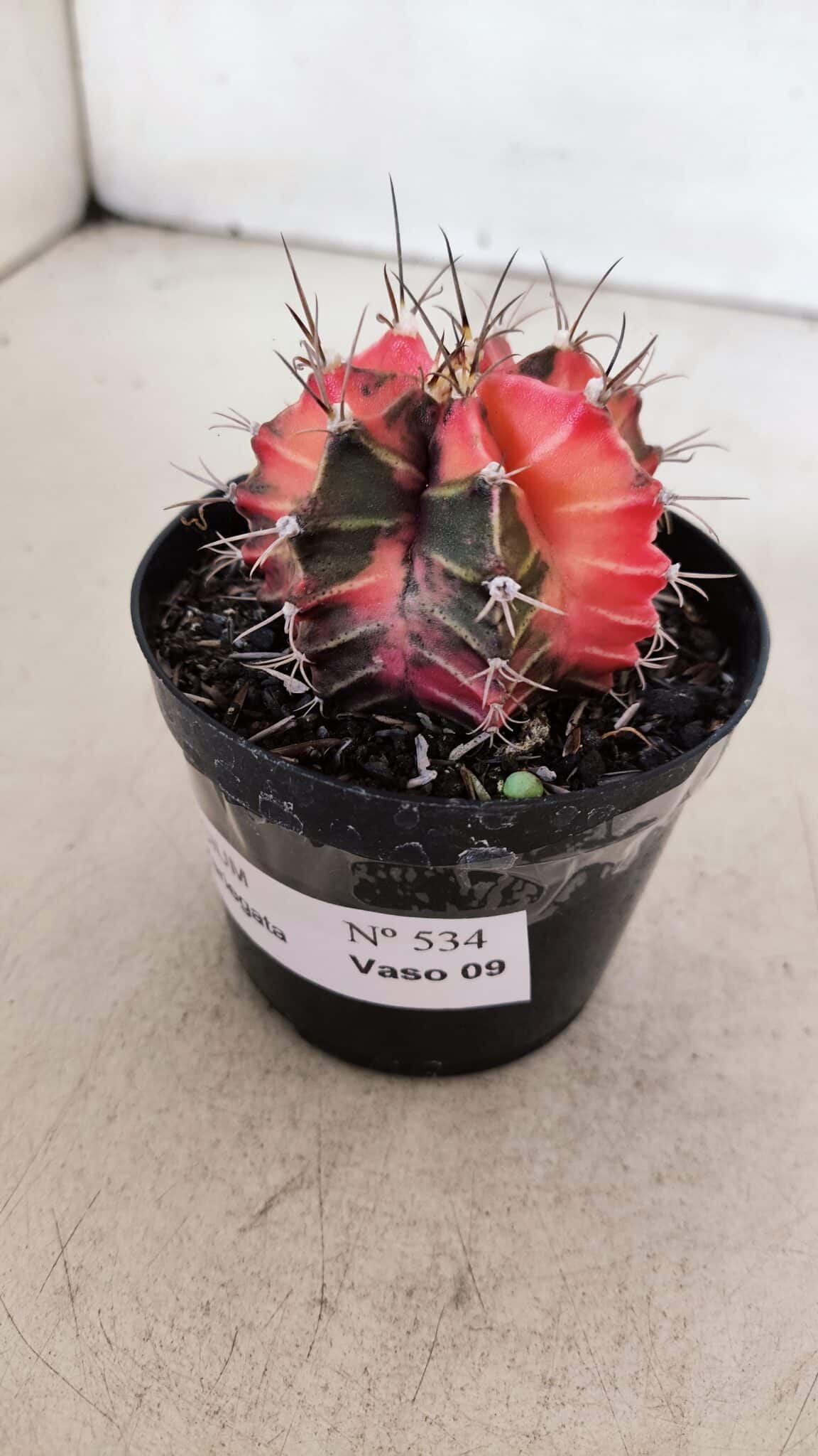 GYMNOCALYCIUM Mihanovichii Variegata Nº 534 – vaso 09