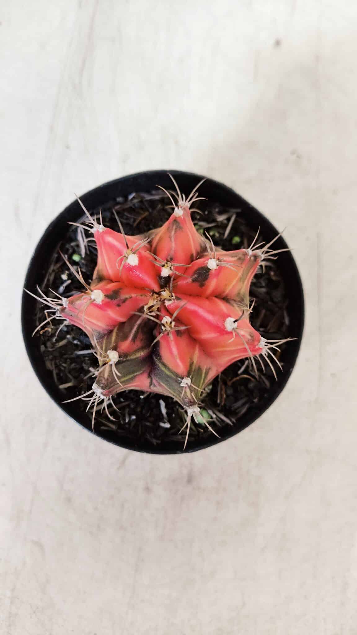 GYMNOCALYCIUM Mihanovichii Variegata Nº 534 – vaso 09