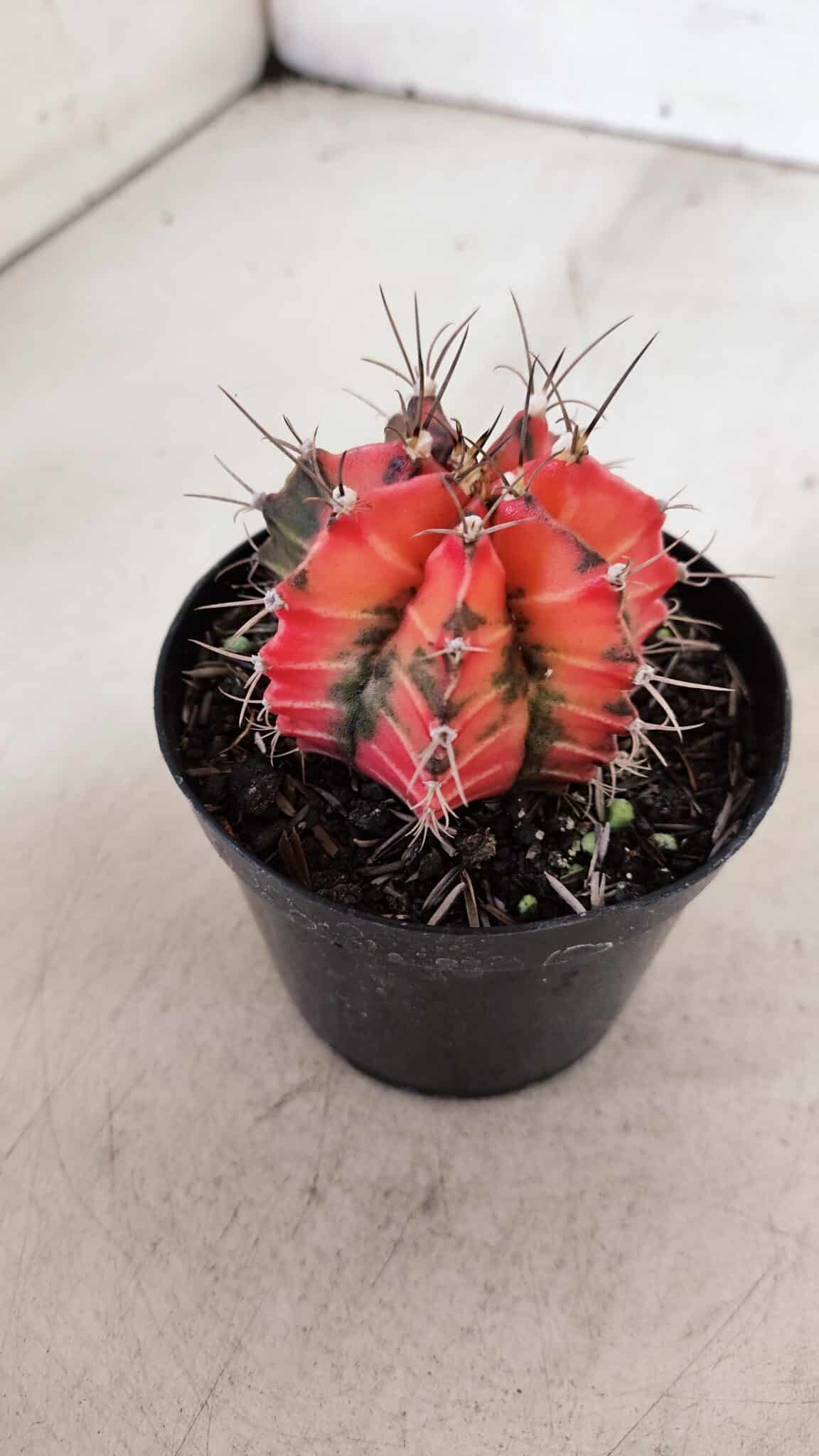 GYMNOCALYCIUM Mihanovichii Variegata Nº 534 – vaso 09