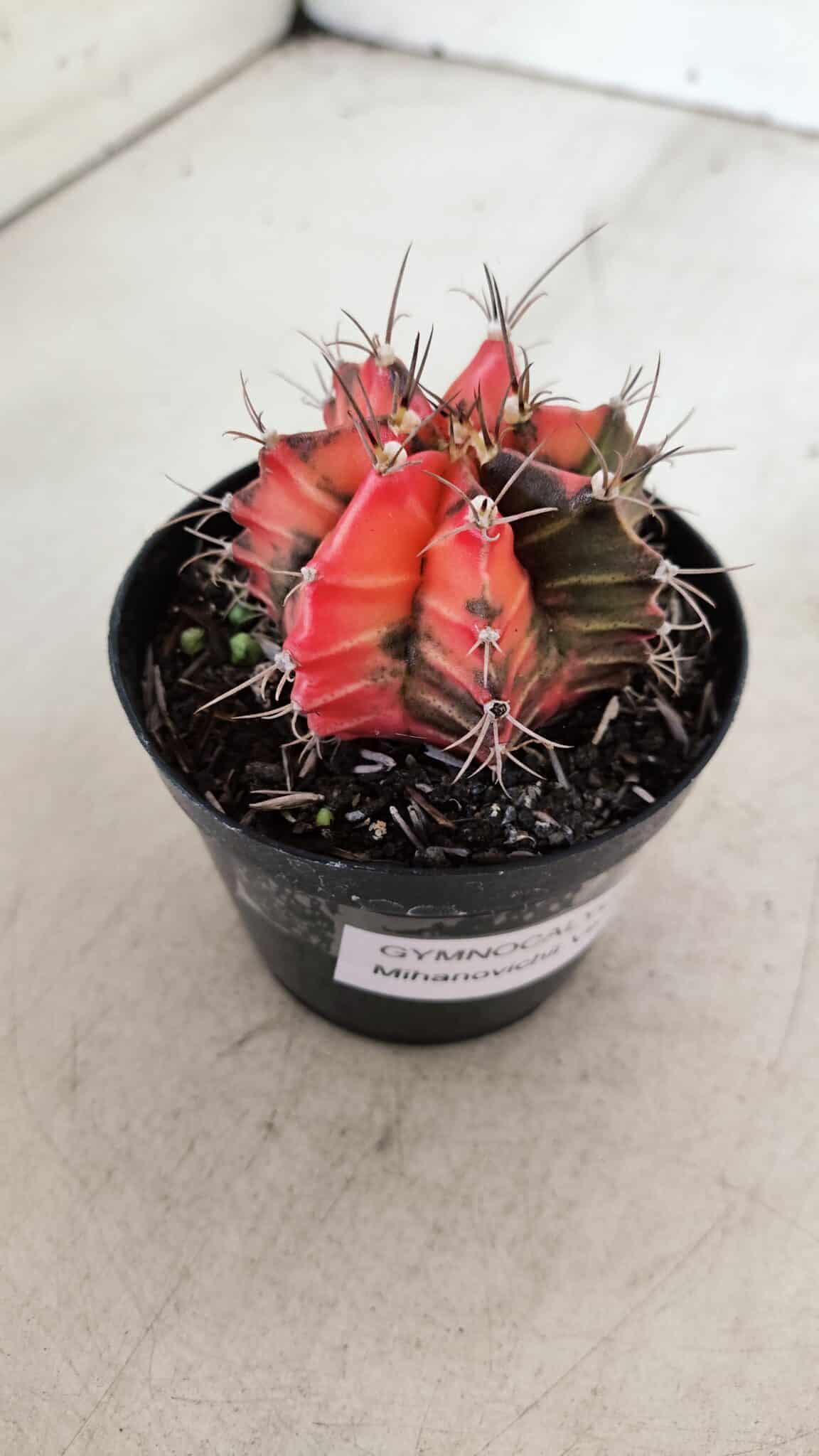 GYMNOCALYCIUM Mihanovichii Variegata Nº 534 – vaso 09