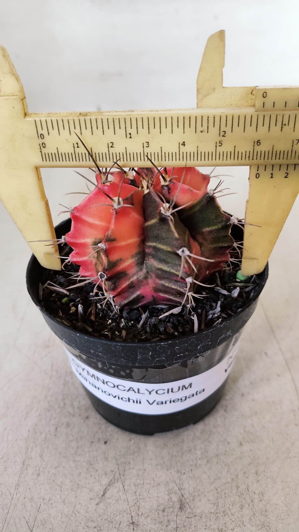 GYMNOCALYCIUM Mihanovichii Variegata Nº 534 – vaso 09