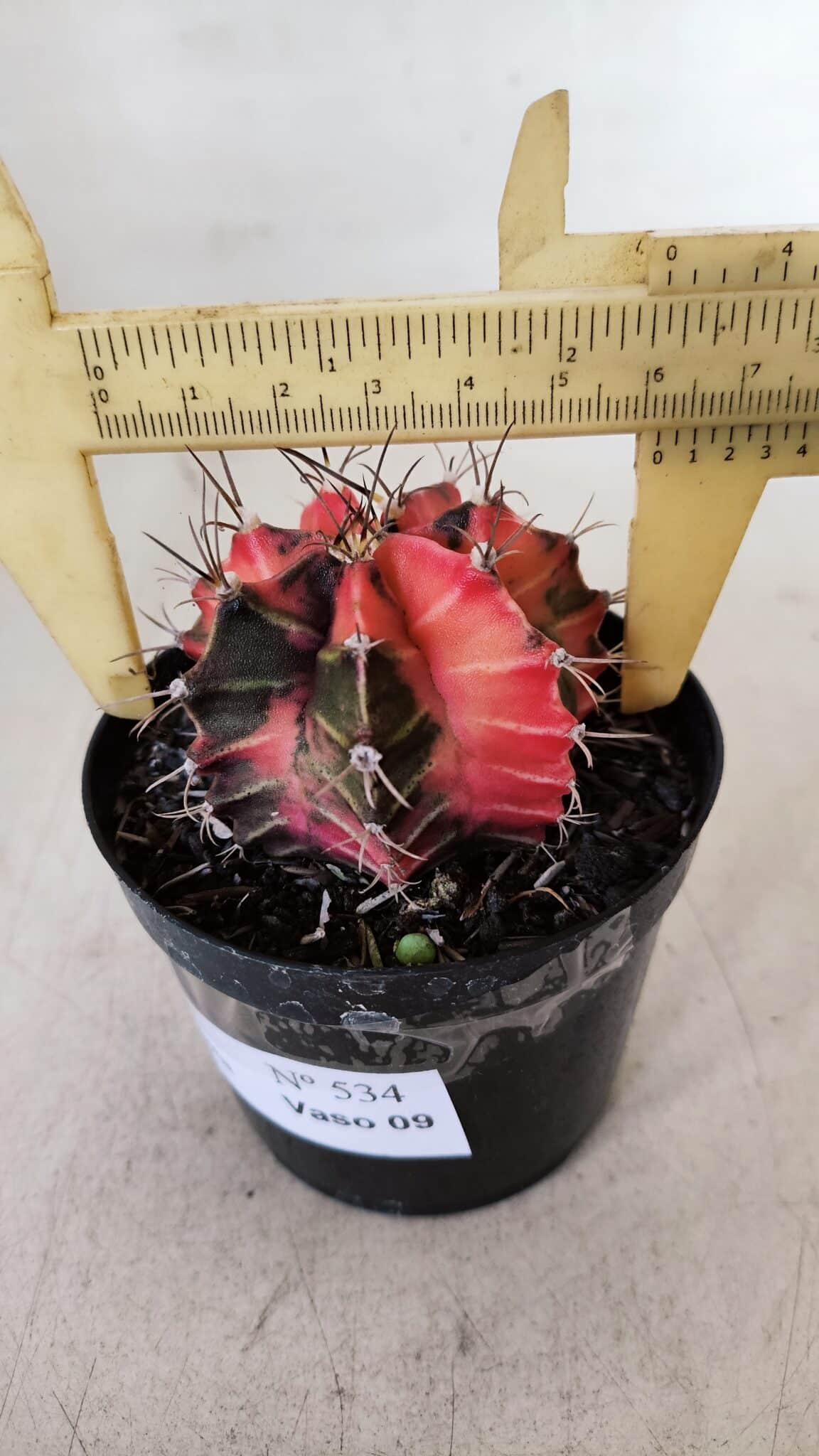 GYMNOCALYCIUM Mihanovichii Variegata Nº 534 – vaso 09