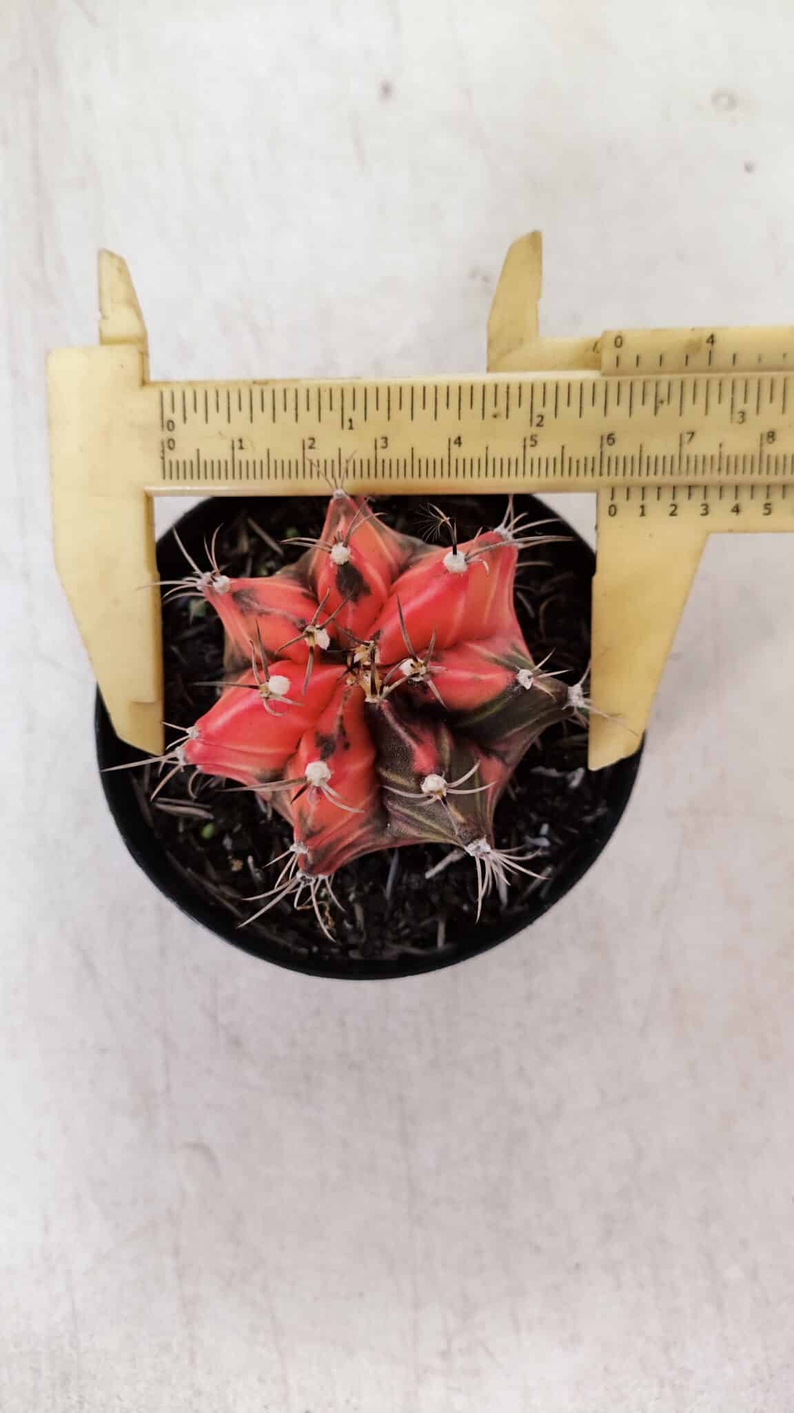 GYMNOCALYCIUM Mihanovichii Variegata Nº 534 – vaso 09