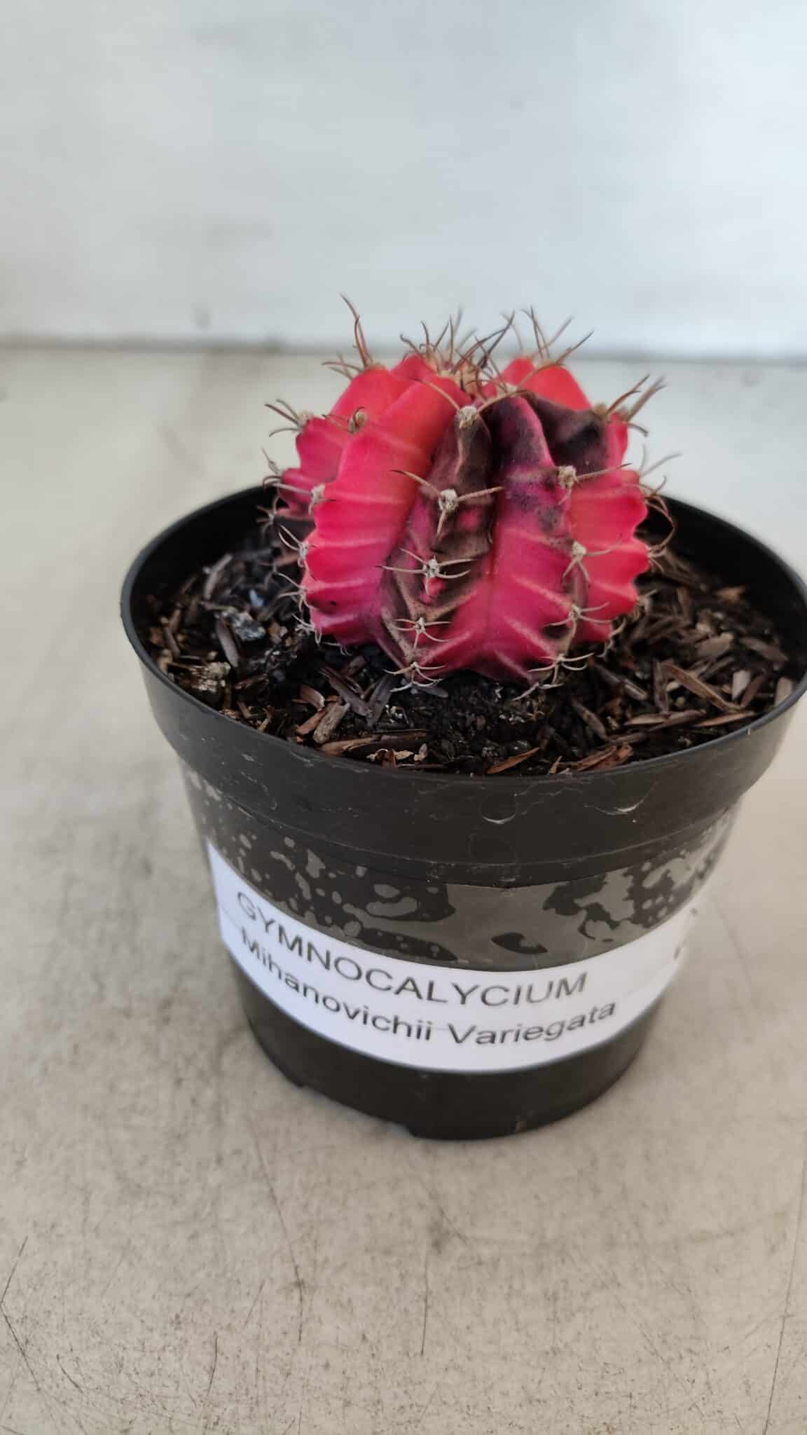 GYMNOCALYCIUM Mihanovichii Variegata Nº 535 – vaso 09