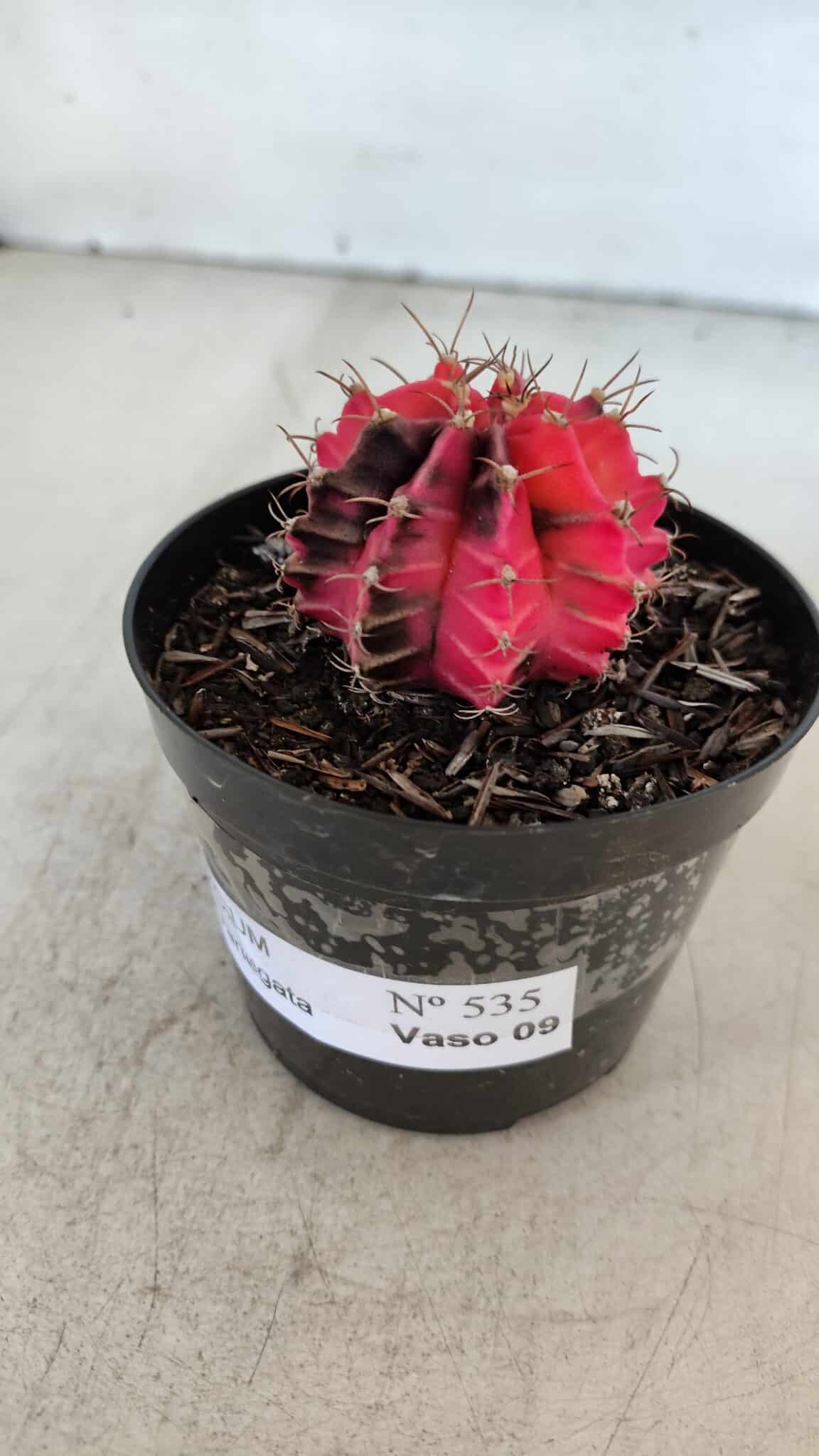 GYMNOCALYCIUM Mihanovichii Variegata Nº 535 – vaso 09
