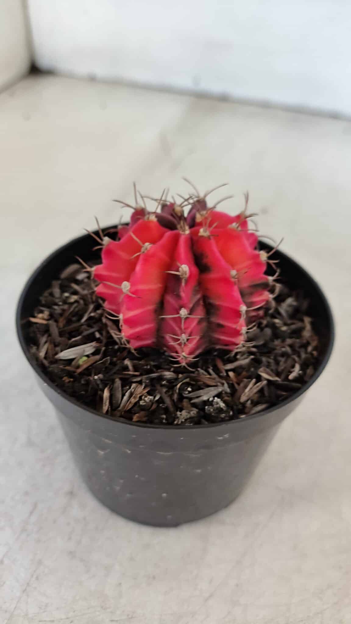 GYMNOCALYCIUM Mihanovichii Variegata Nº 535 – vaso 09