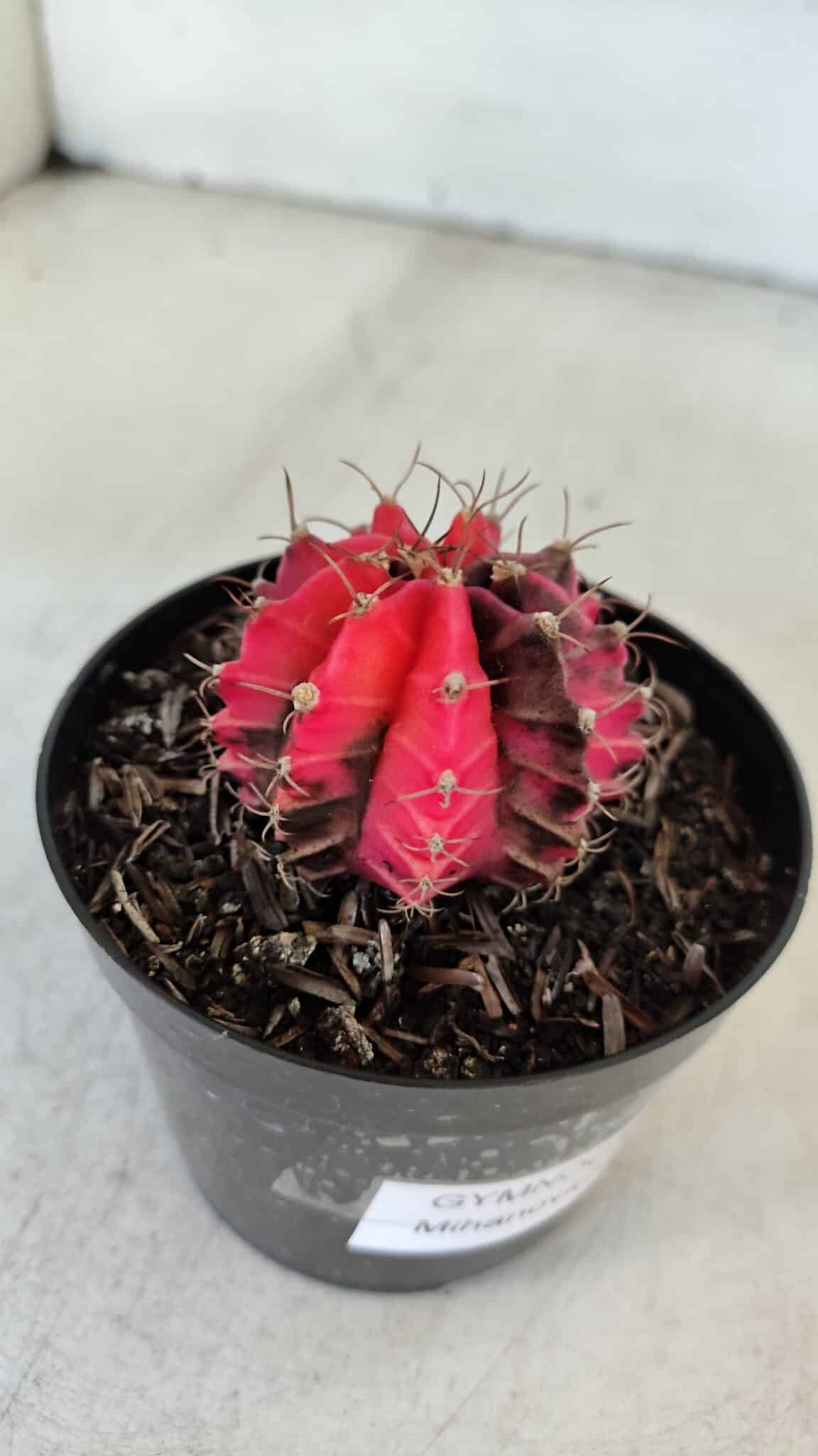 GYMNOCALYCIUM Mihanovichii Variegata Nº 535 – vaso 09