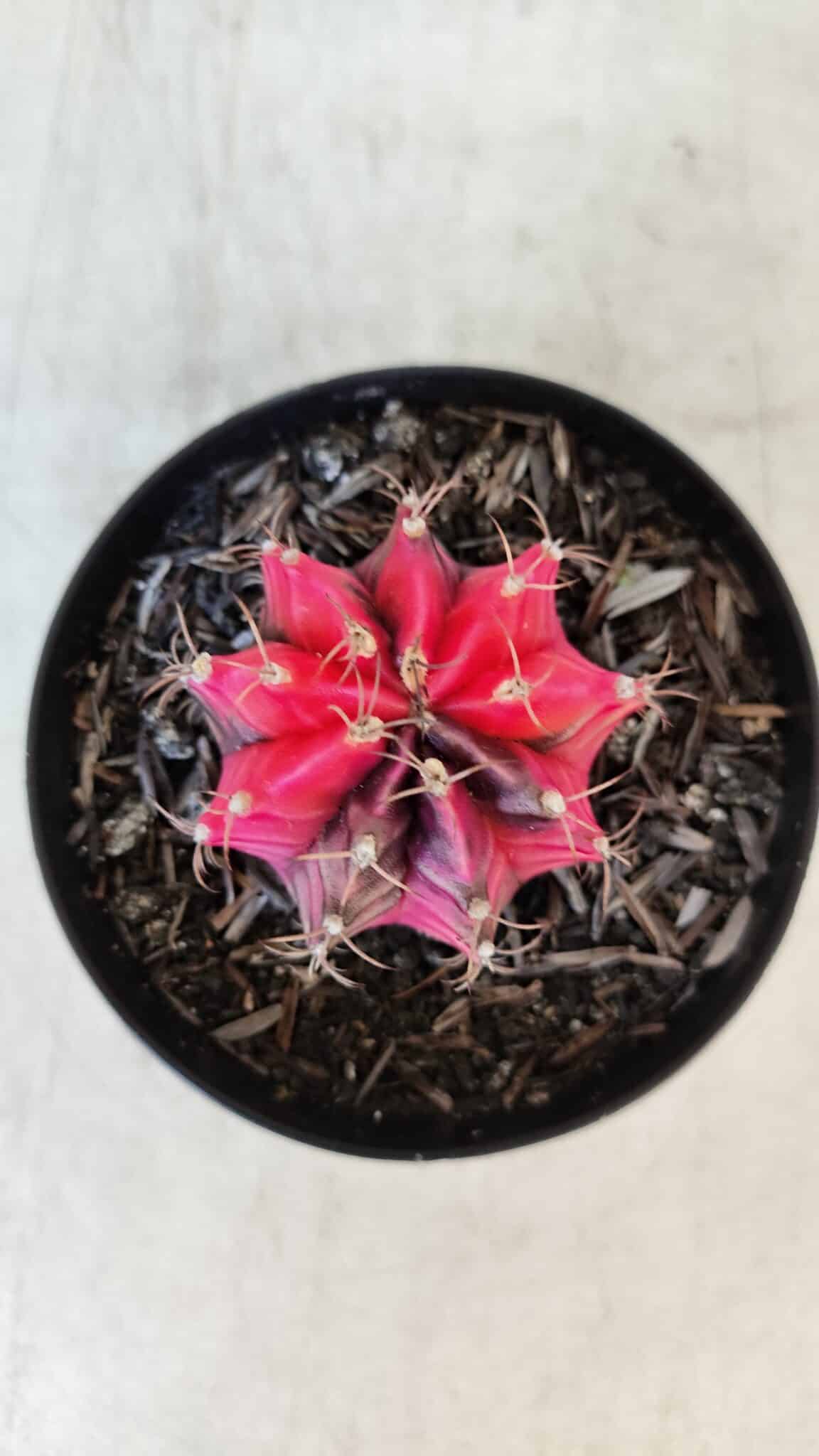 GYMNOCALYCIUM Mihanovichii Variegata Nº 535 – vaso 09