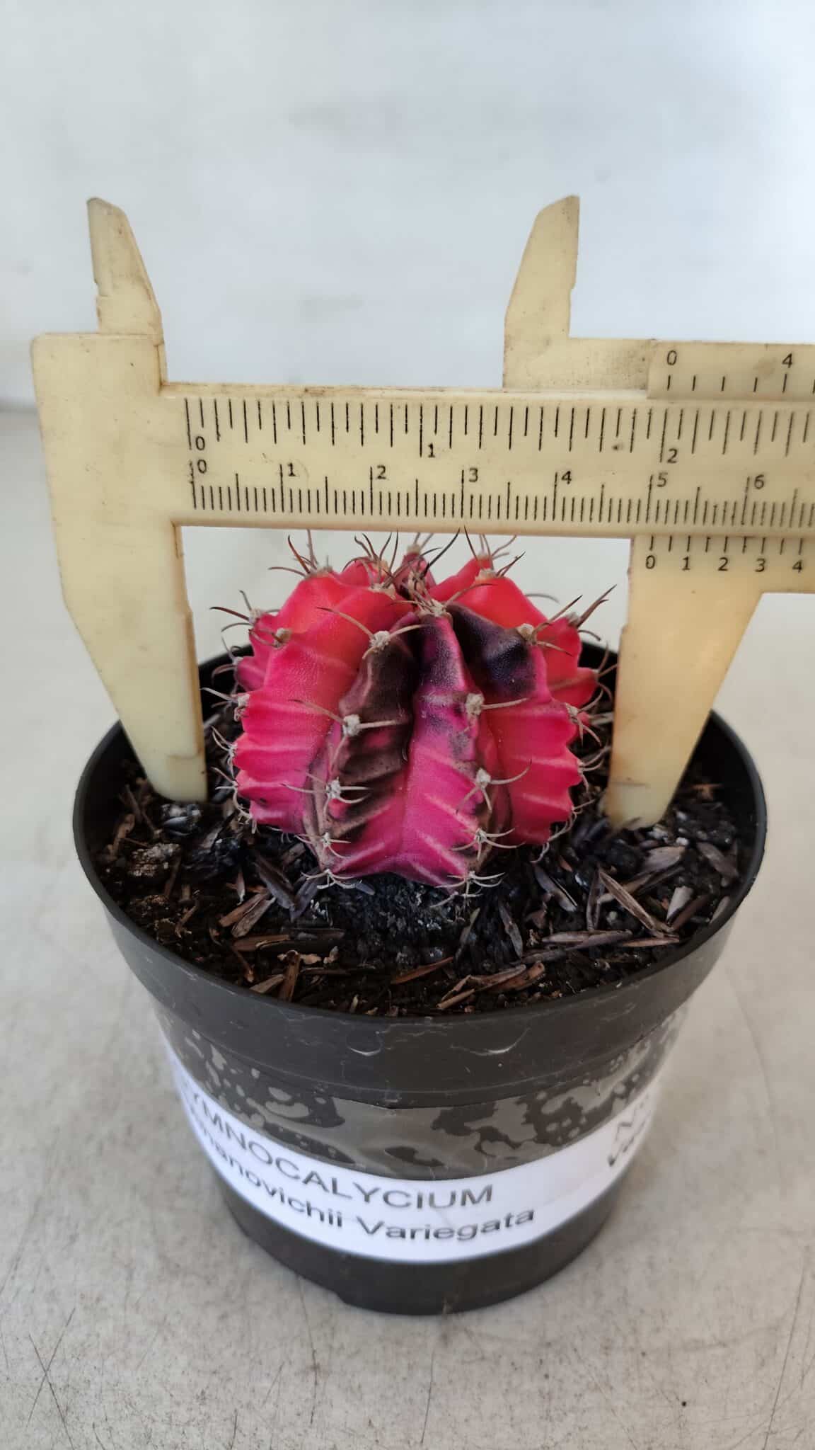 GYMNOCALYCIUM Mihanovichii Variegata Nº 535 – vaso 09
