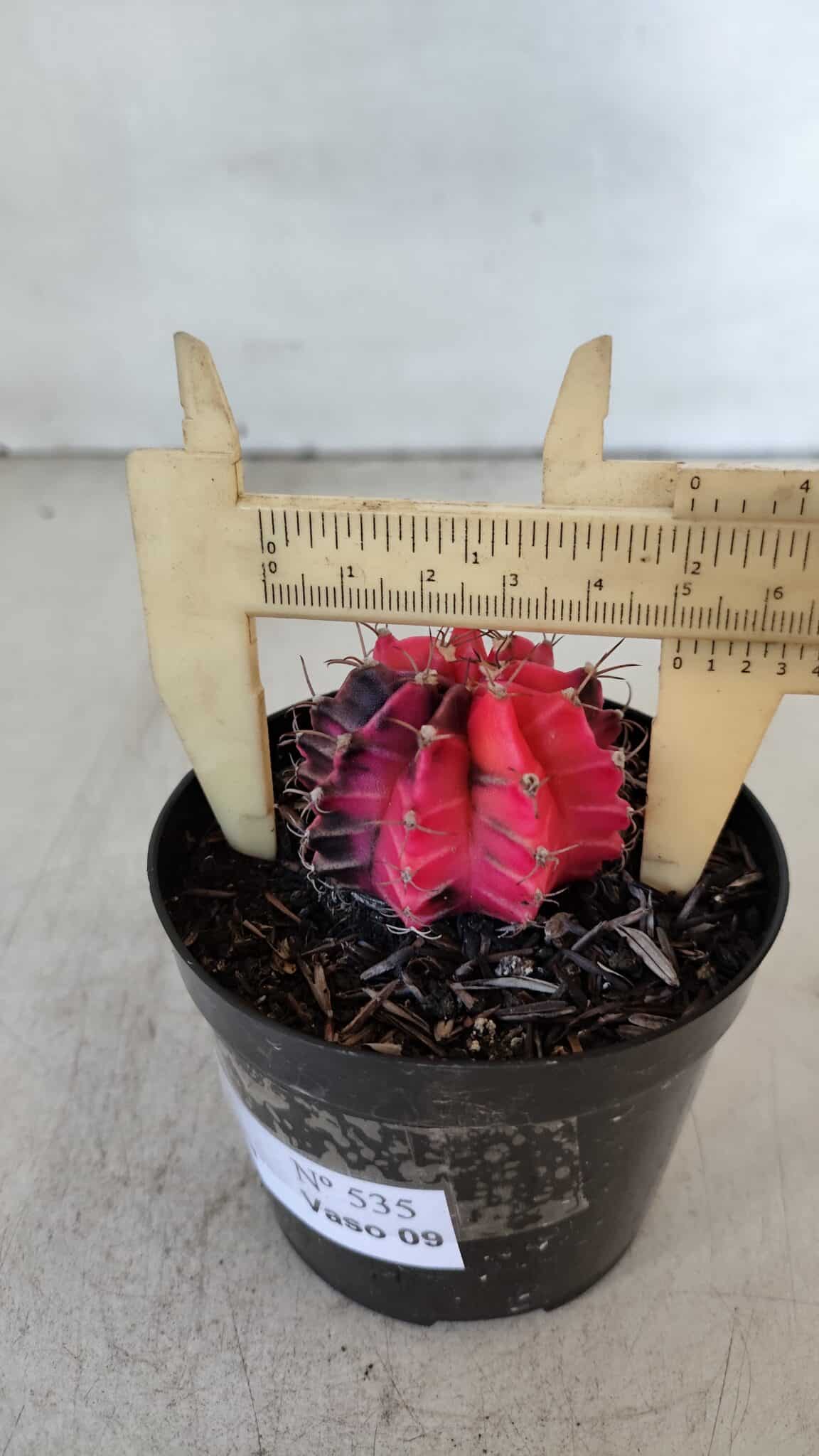 GYMNOCALYCIUM Mihanovichii Variegata Nº 535 – vaso 09