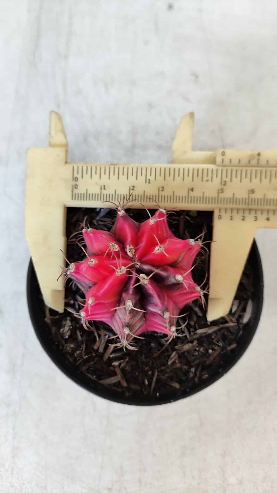 GYMNOCALYCIUM Mihanovichii Variegata Nº 535 – vaso 09