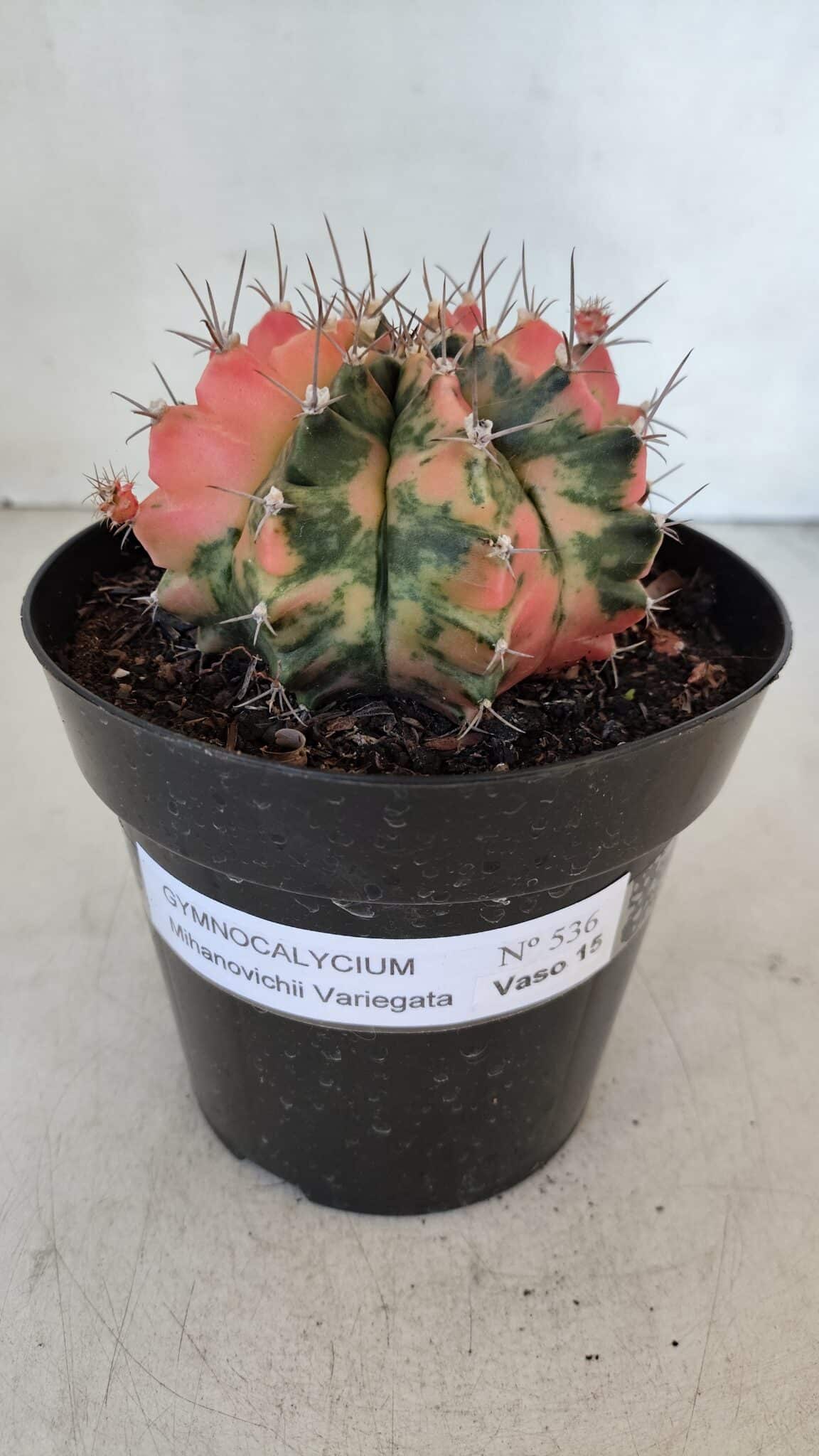 GYMNOCALYCIUM Mihanovichii Variegata Nº 536 – vaso 15