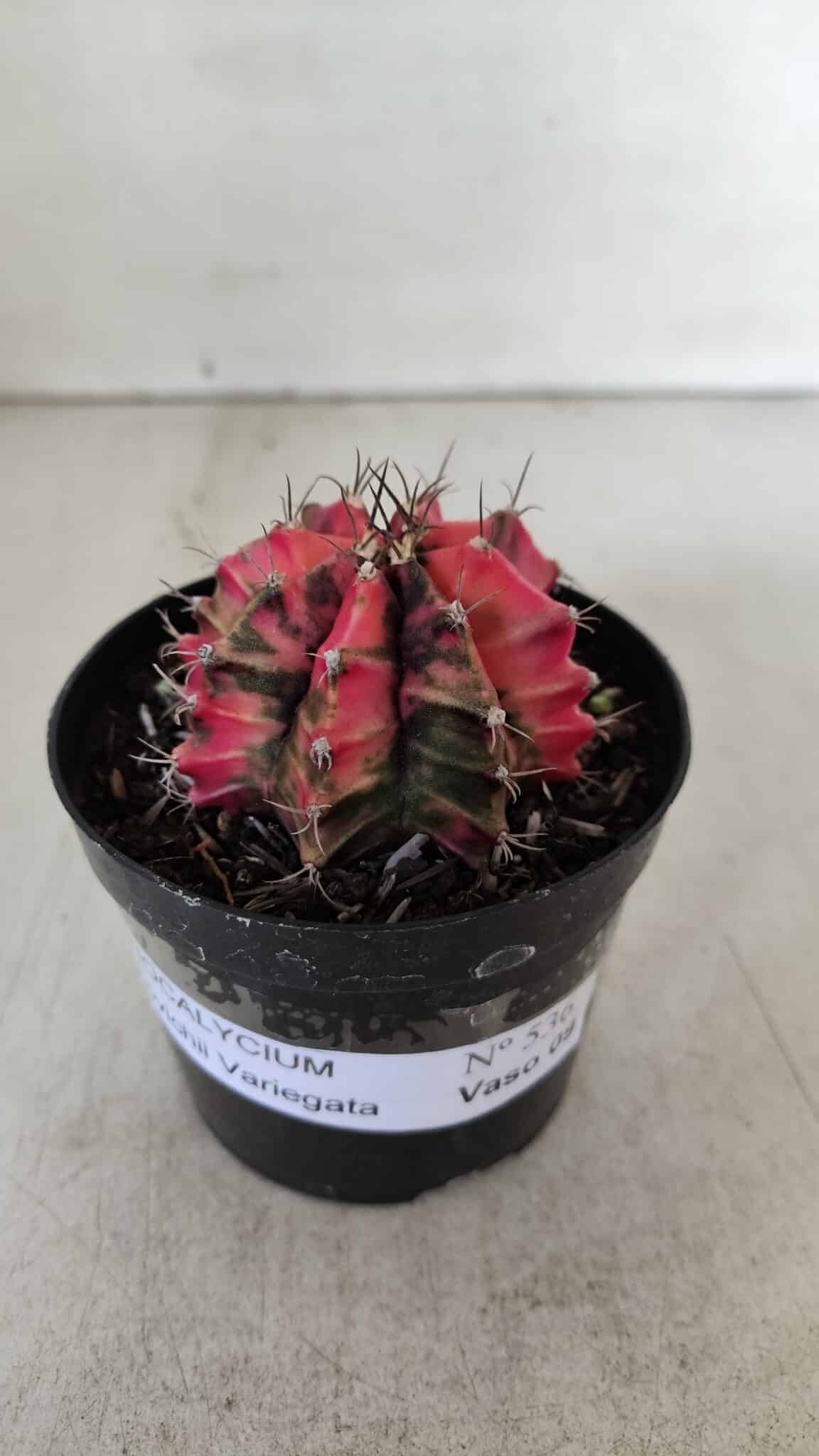 GYMNOCALYCIUM Mihanovichii Variegata Nº 536 – vaso 09