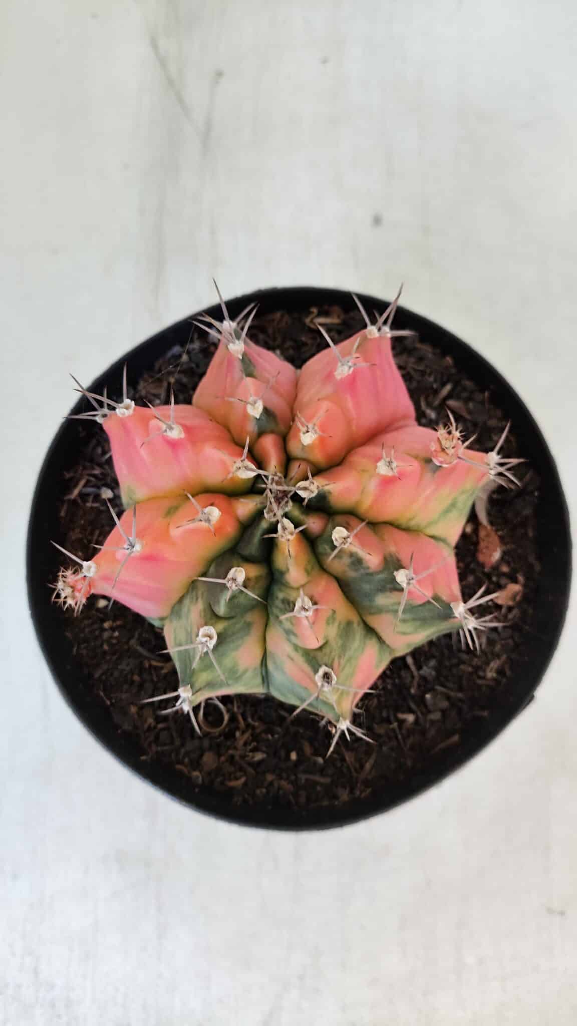GYMNOCALYCIUM Mihanovichii Variegata Nº 536 – vaso 15