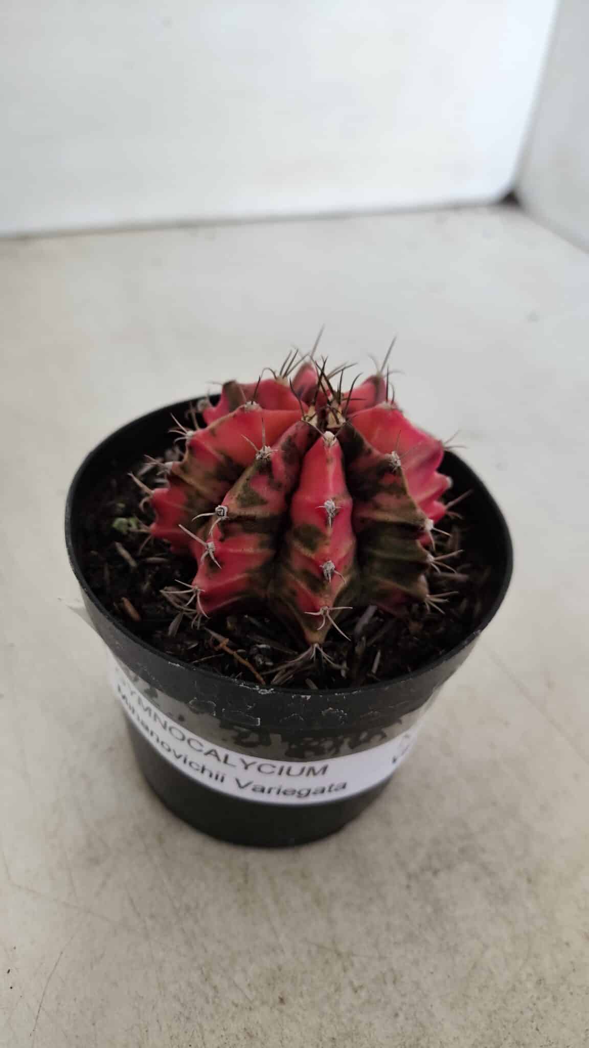 GYMNOCALYCIUM Mihanovichii Variegata Nº 536 – vaso 09