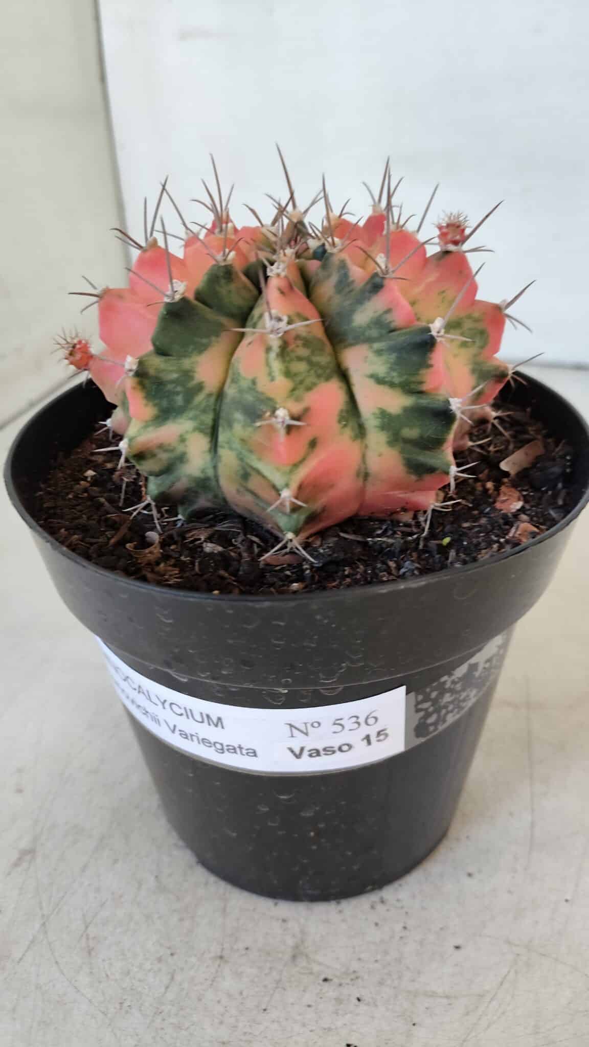 GYMNOCALYCIUM Mihanovichii Variegata Nº 536 – vaso 15