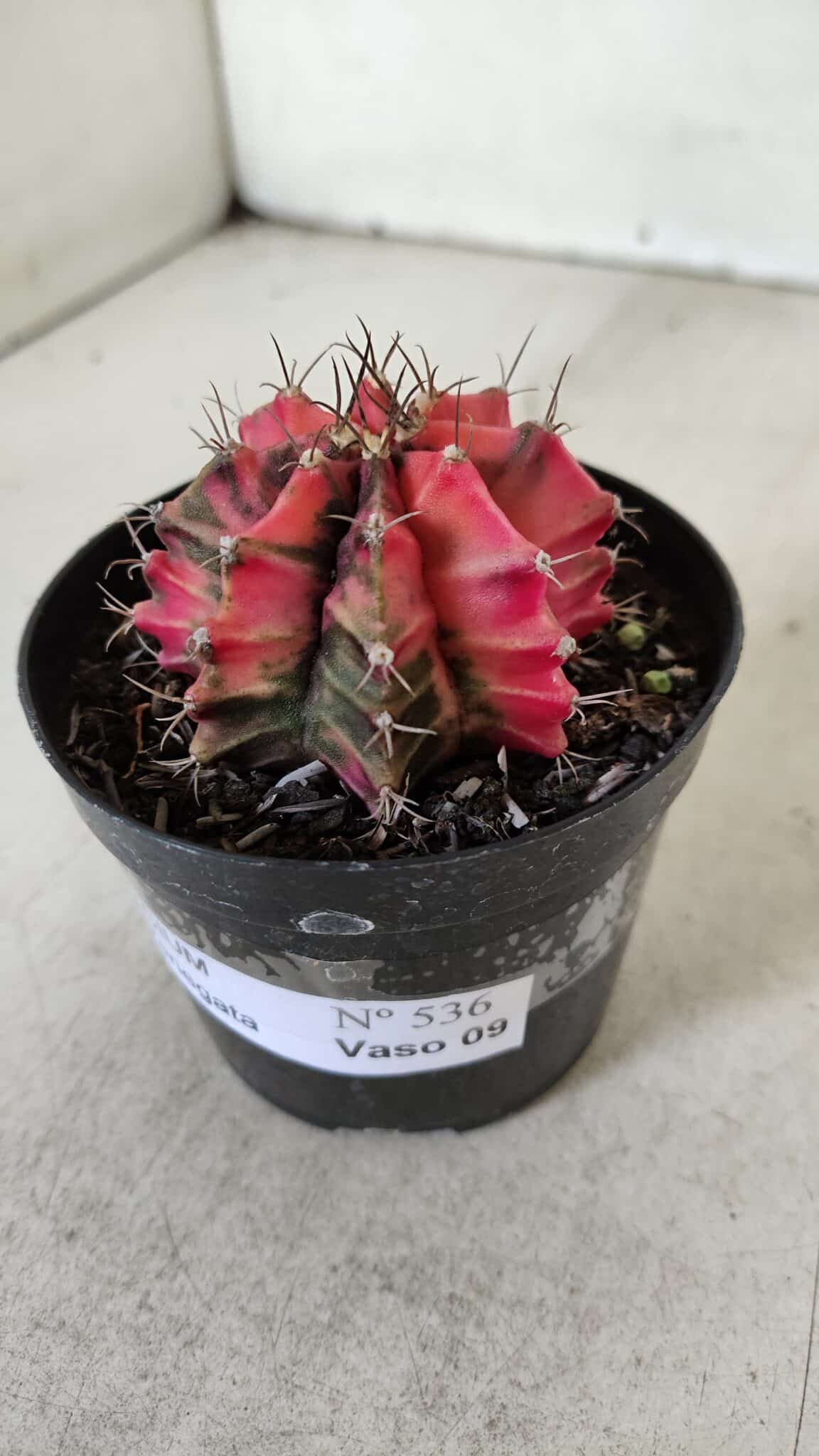 GYMNOCALYCIUM Mihanovichii Variegata Nº 536 – vaso 09