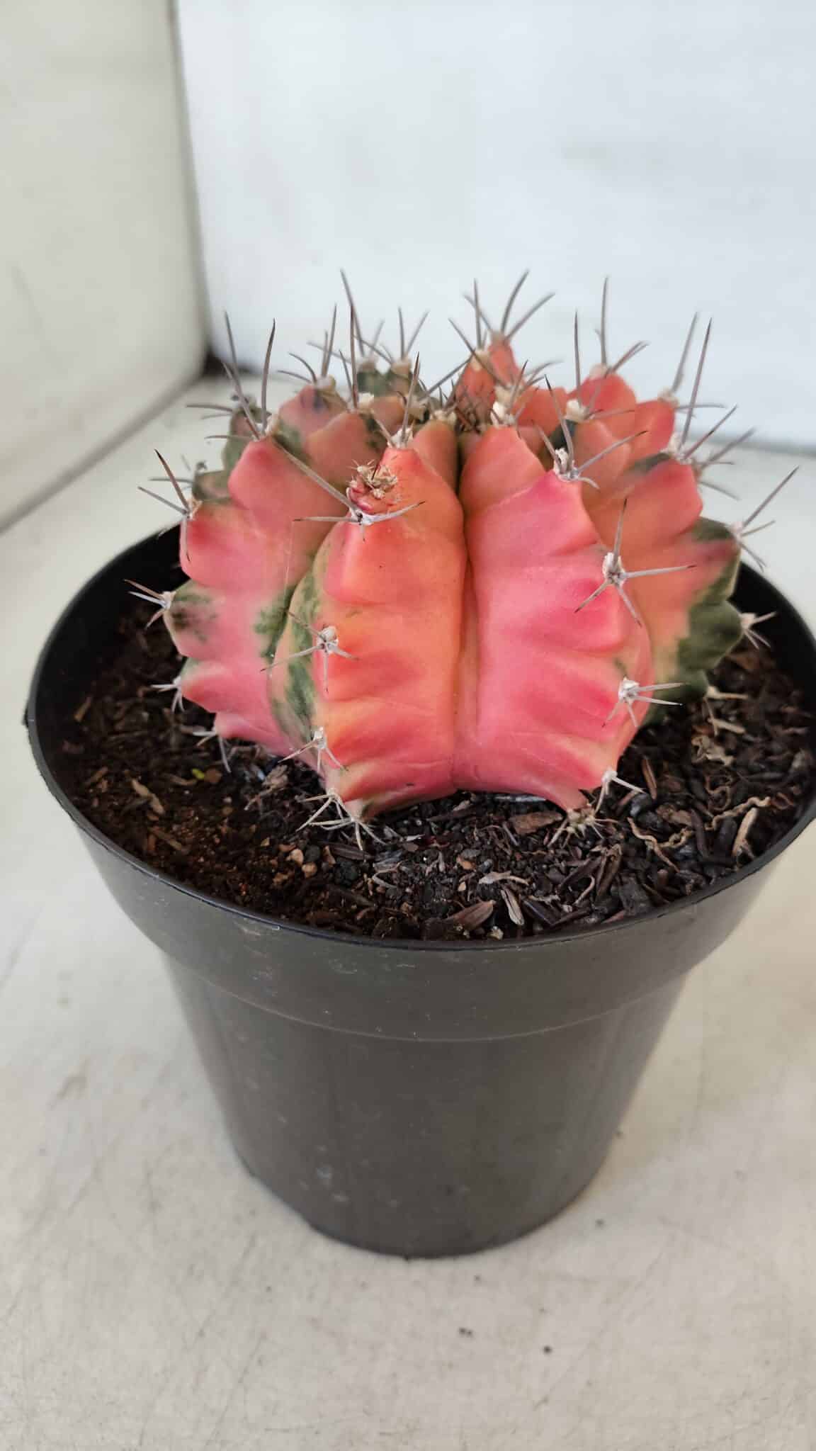 GYMNOCALYCIUM Mihanovichii Variegata Nº 536 – vaso 15