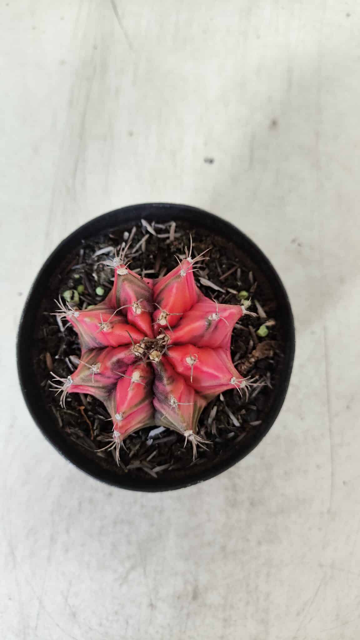 GYMNOCALYCIUM Mihanovichii Variegata Nº 536 – vaso 09