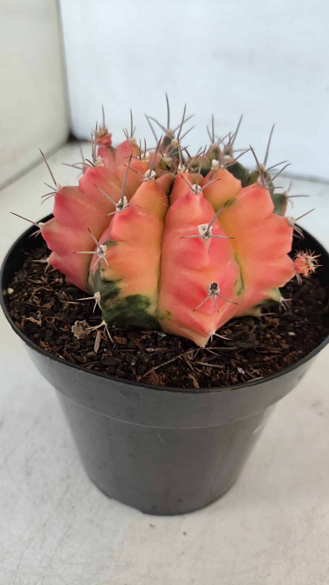 GYMNOCALYCIUM Mihanovichii Variegata Nº 536 – vaso 15