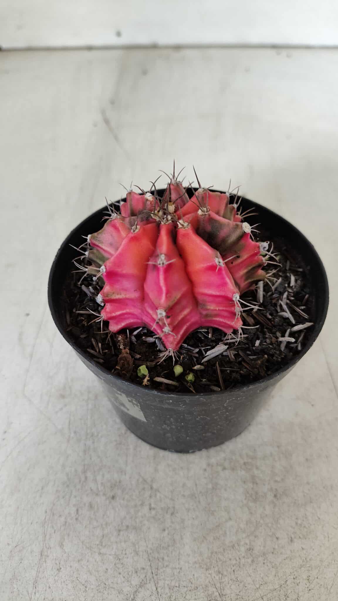 GYMNOCALYCIUM Mihanovichii Variegata Nº 536 – vaso 09