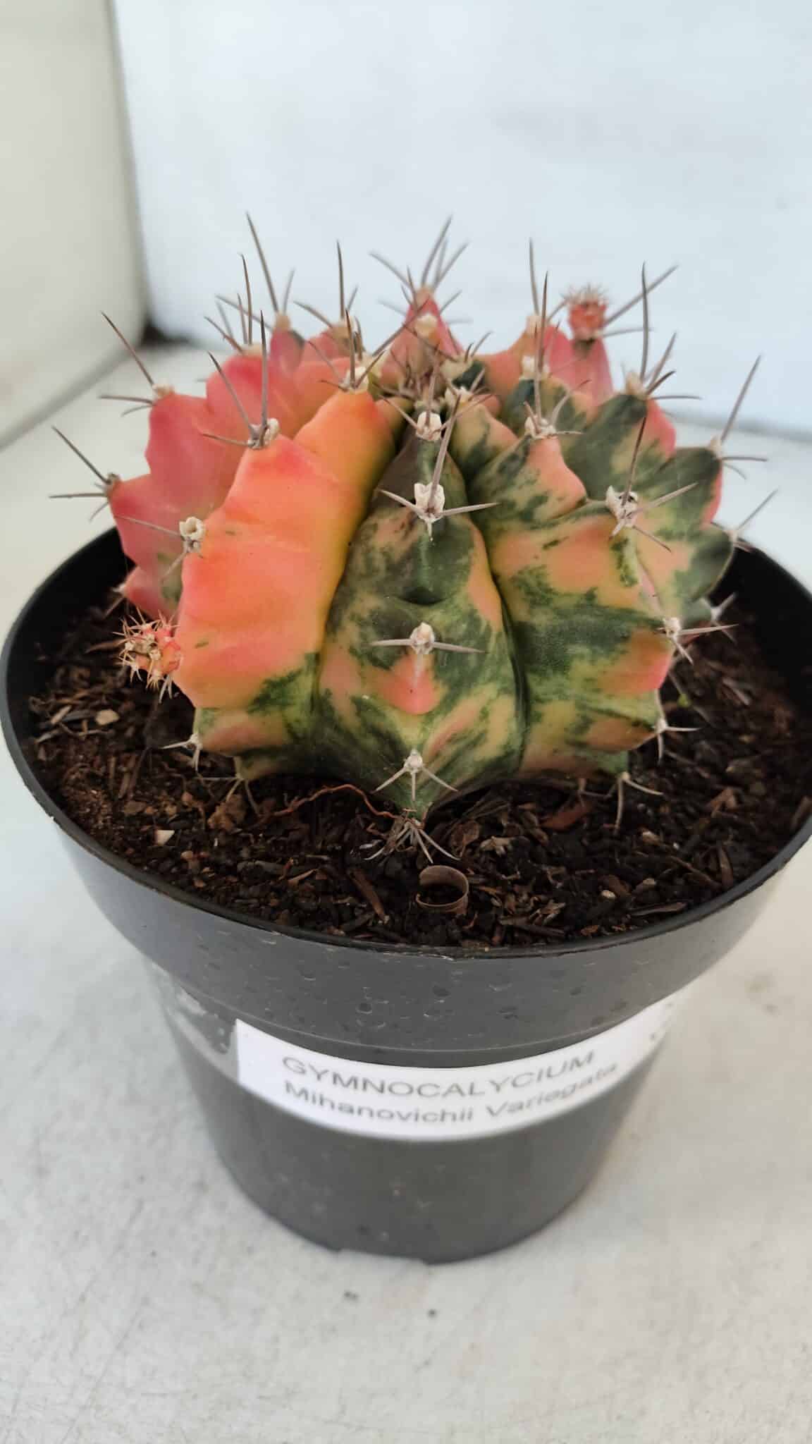 GYMNOCALYCIUM Mihanovichii Variegata Nº 536 – vaso 15