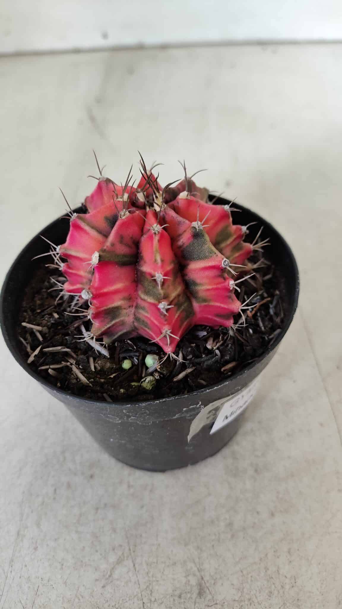 GYMNOCALYCIUM Mihanovichii Variegata Nº 536 – vaso 09