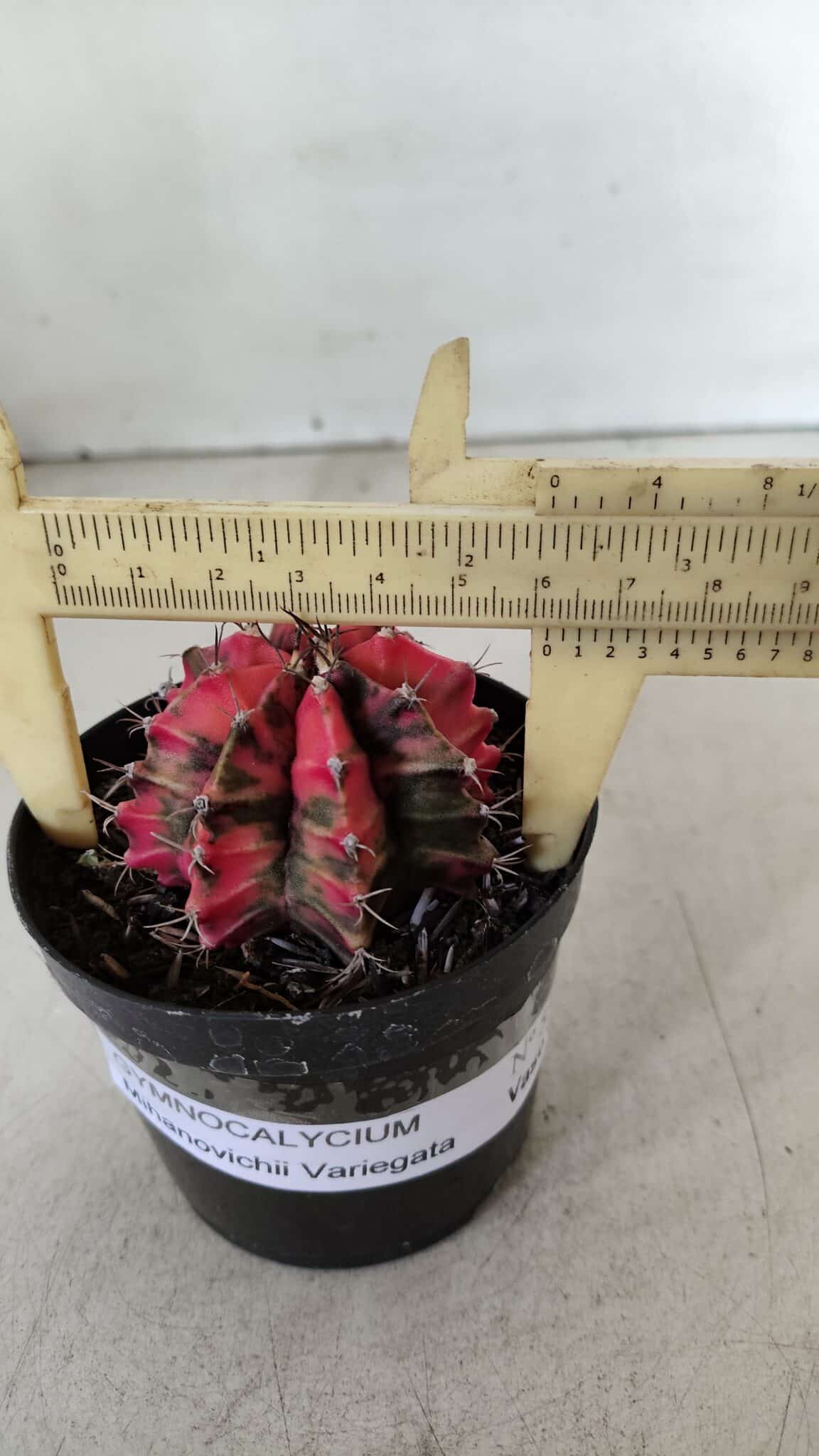 GYMNOCALYCIUM Mihanovichii Variegata Nº 536 – vaso 09