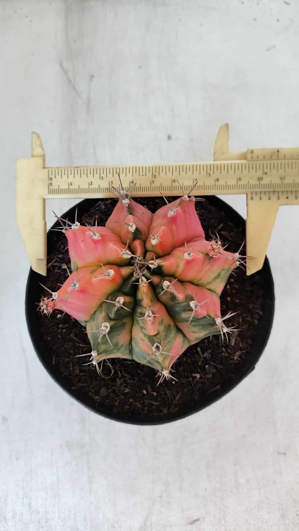 GYMNOCALYCIUM Mihanovichii Variegata Nº 536 – vaso 15