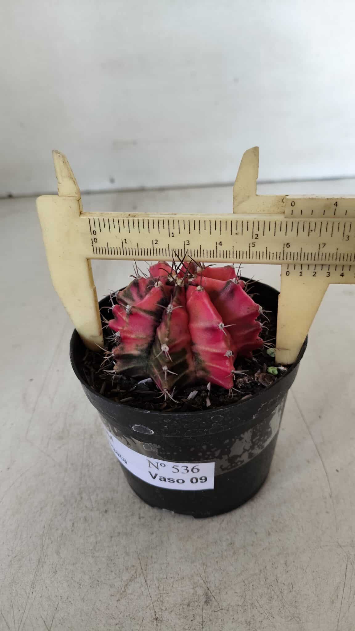 GYMNOCALYCIUM Mihanovichii Variegata Nº 536 – vaso 09