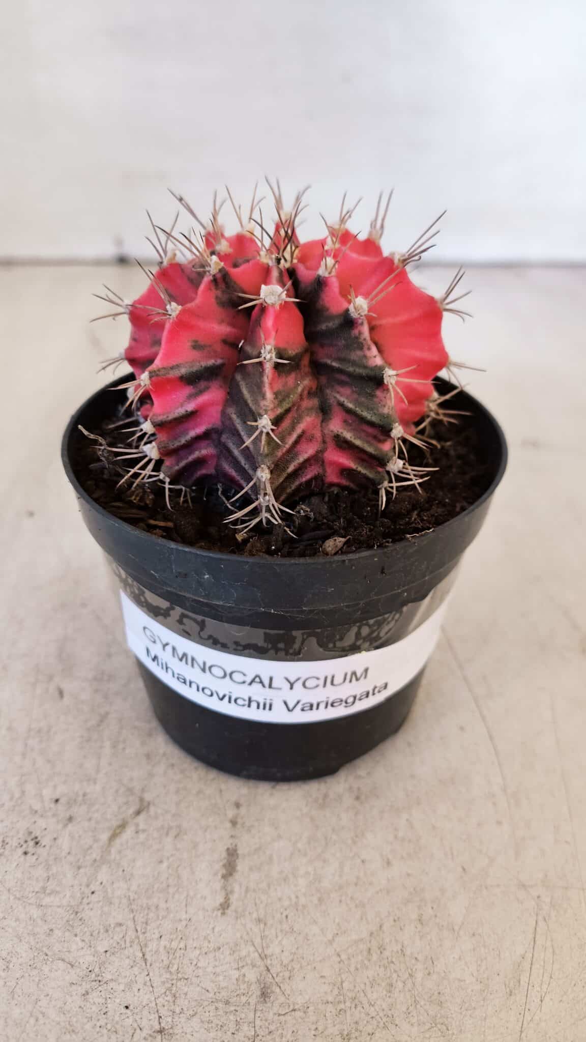 GYMNOCALYCIUM Mihanovichii Variegata Nº 537 – vaso 09