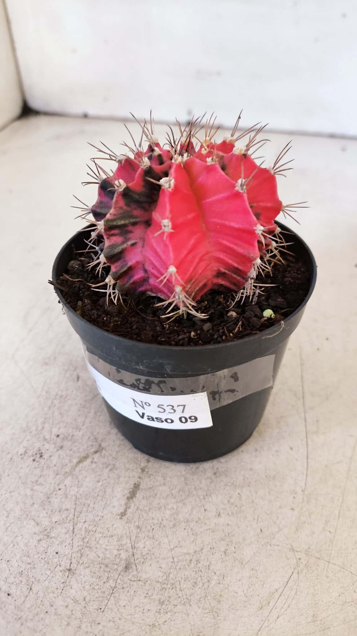GYMNOCALYCIUM Mihanovichii Variegata Nº 537 – vaso 09