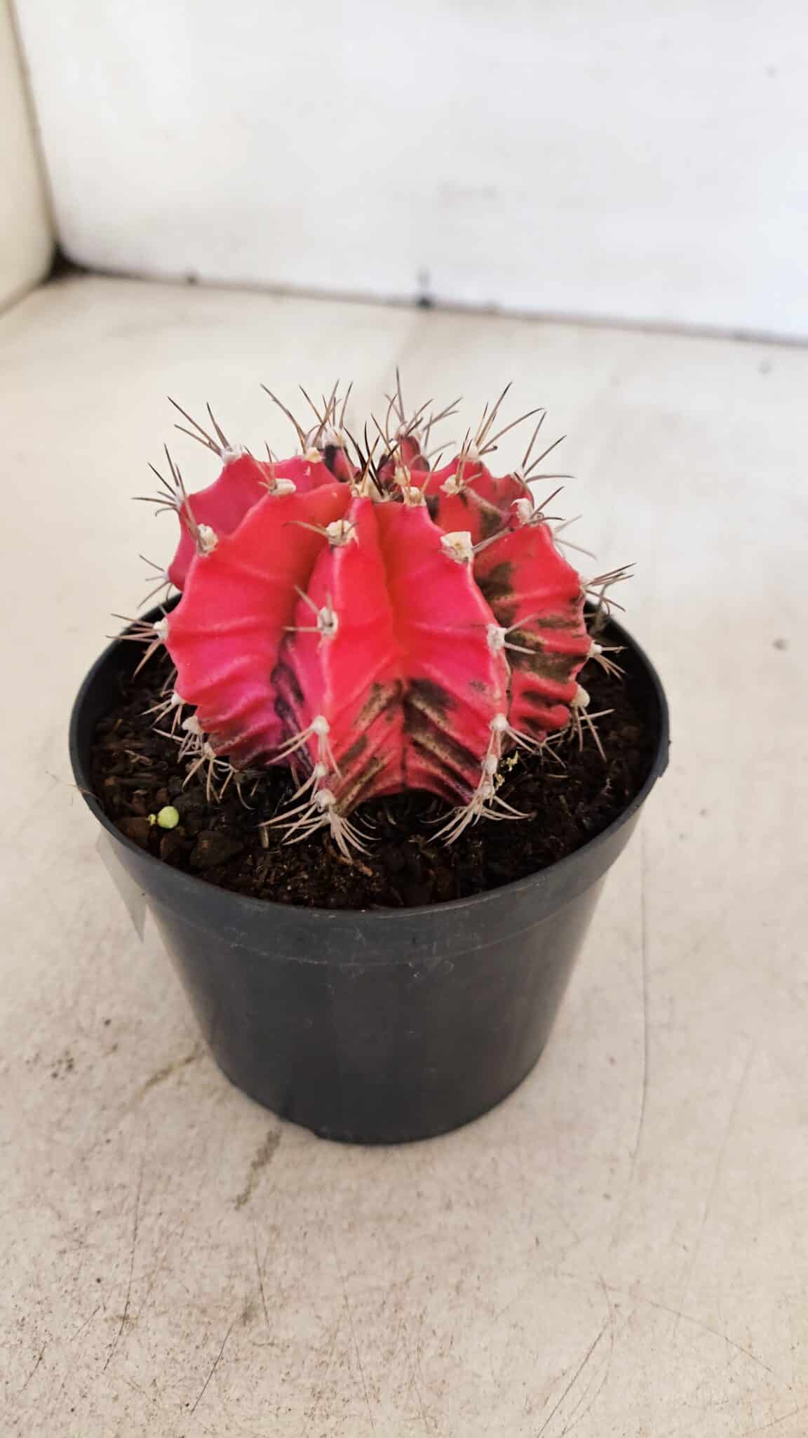 GYMNOCALYCIUM Mihanovichii Variegata Nº 537 – vaso 09