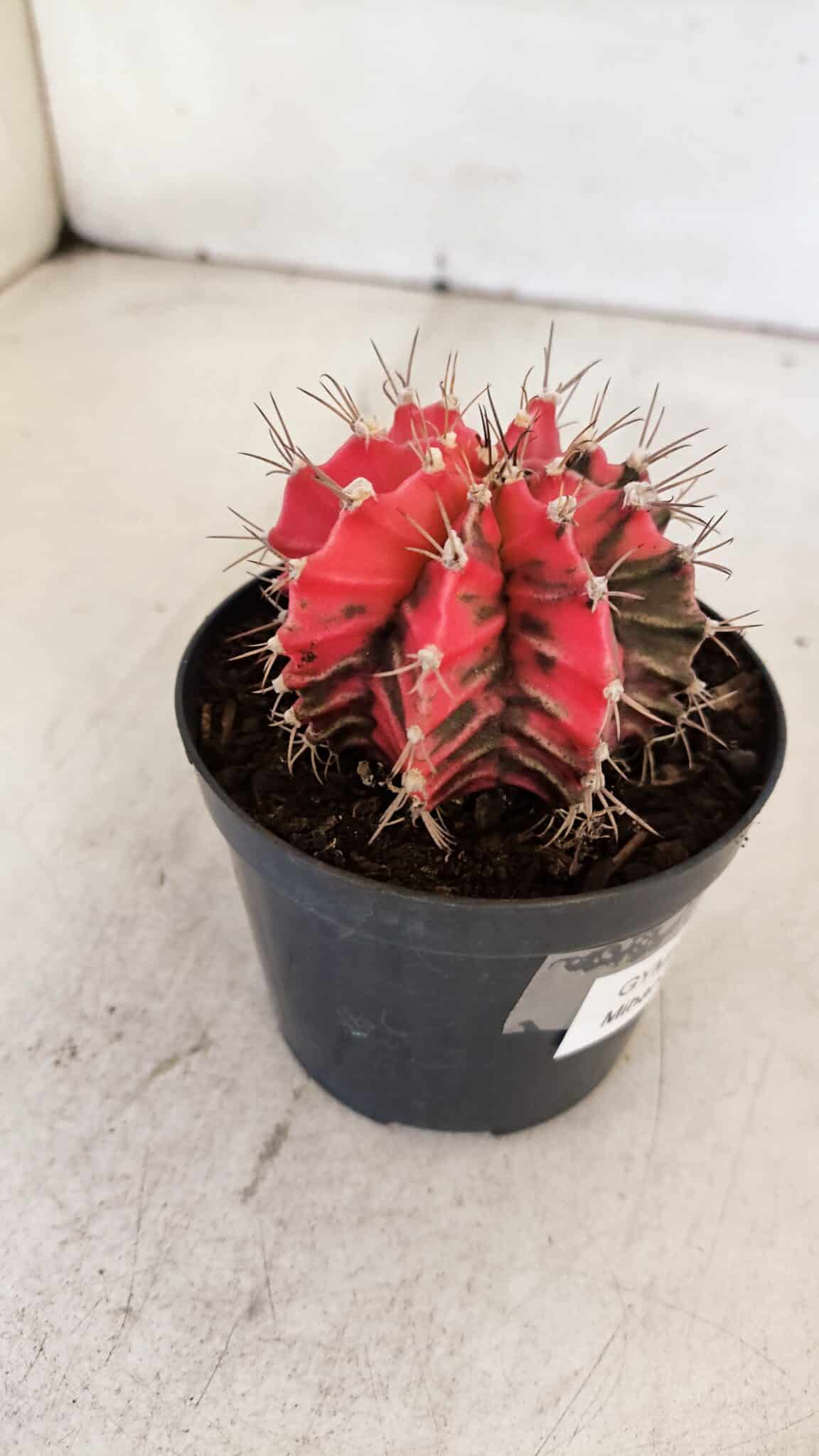 GYMNOCALYCIUM Mihanovichii Variegata Nº 537 – vaso 09