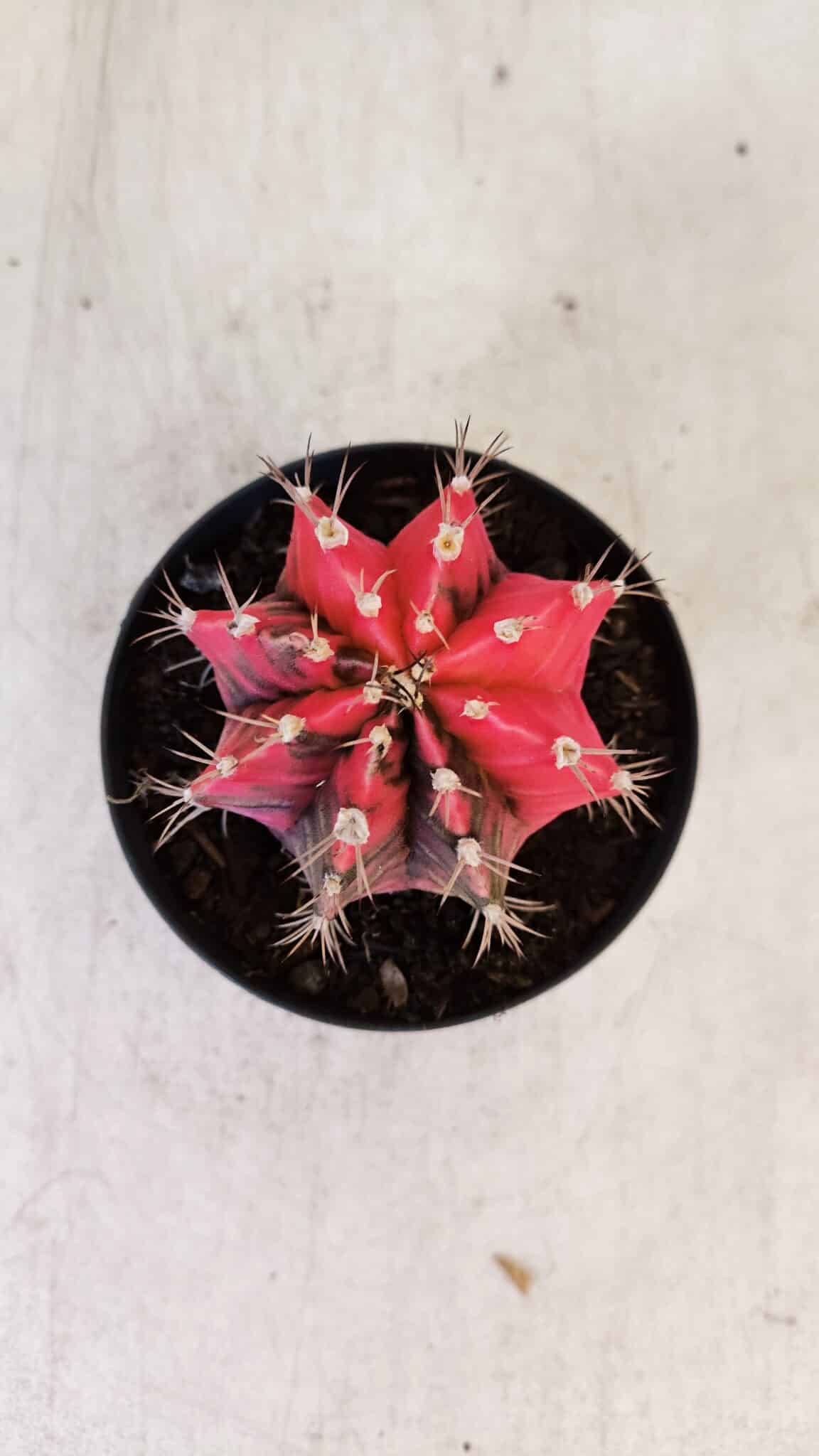 GYMNOCALYCIUM Mihanovichii Variegata Nº 537 – vaso 09