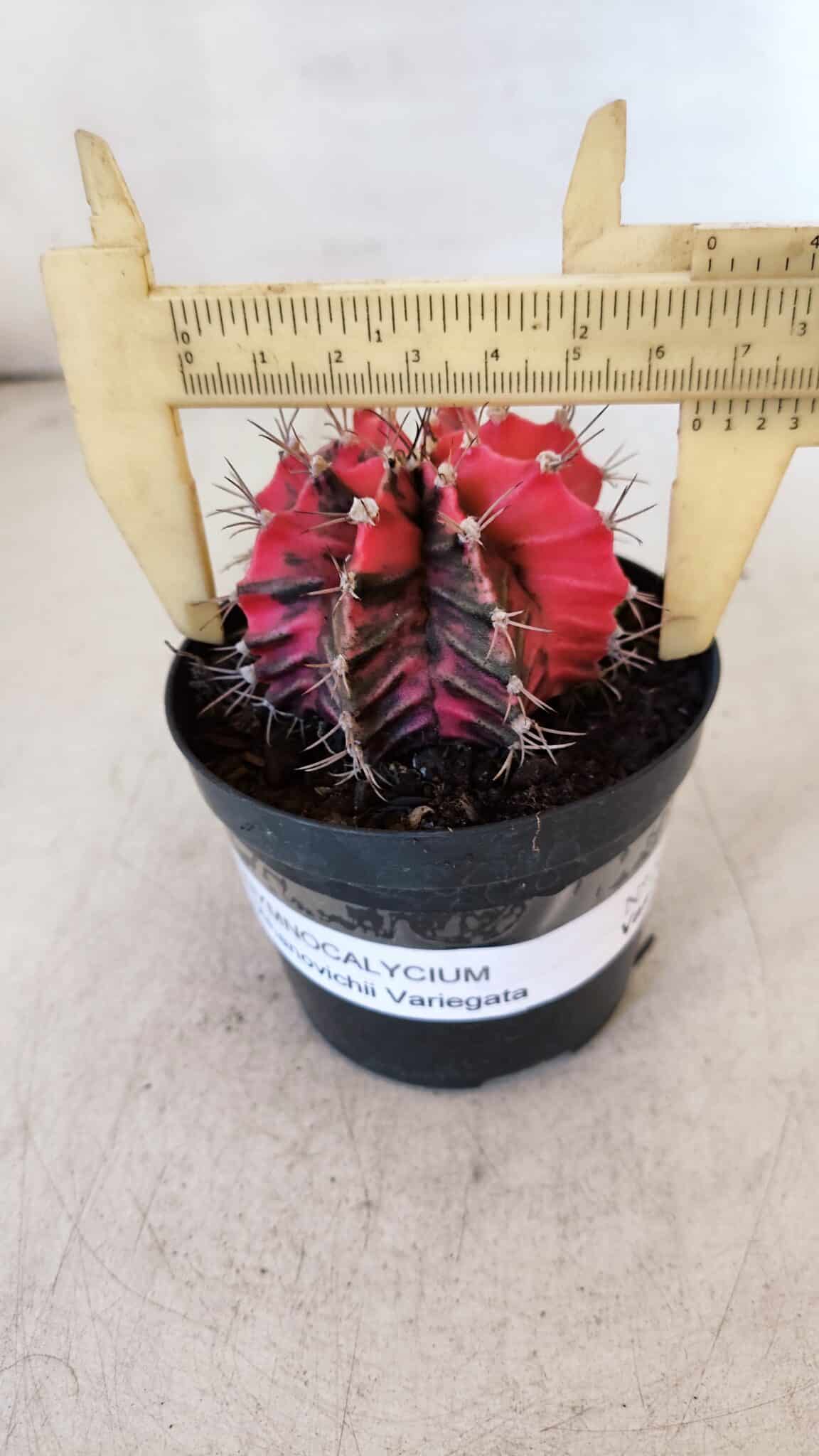GYMNOCALYCIUM Mihanovichii Variegata Nº 537 – vaso 09