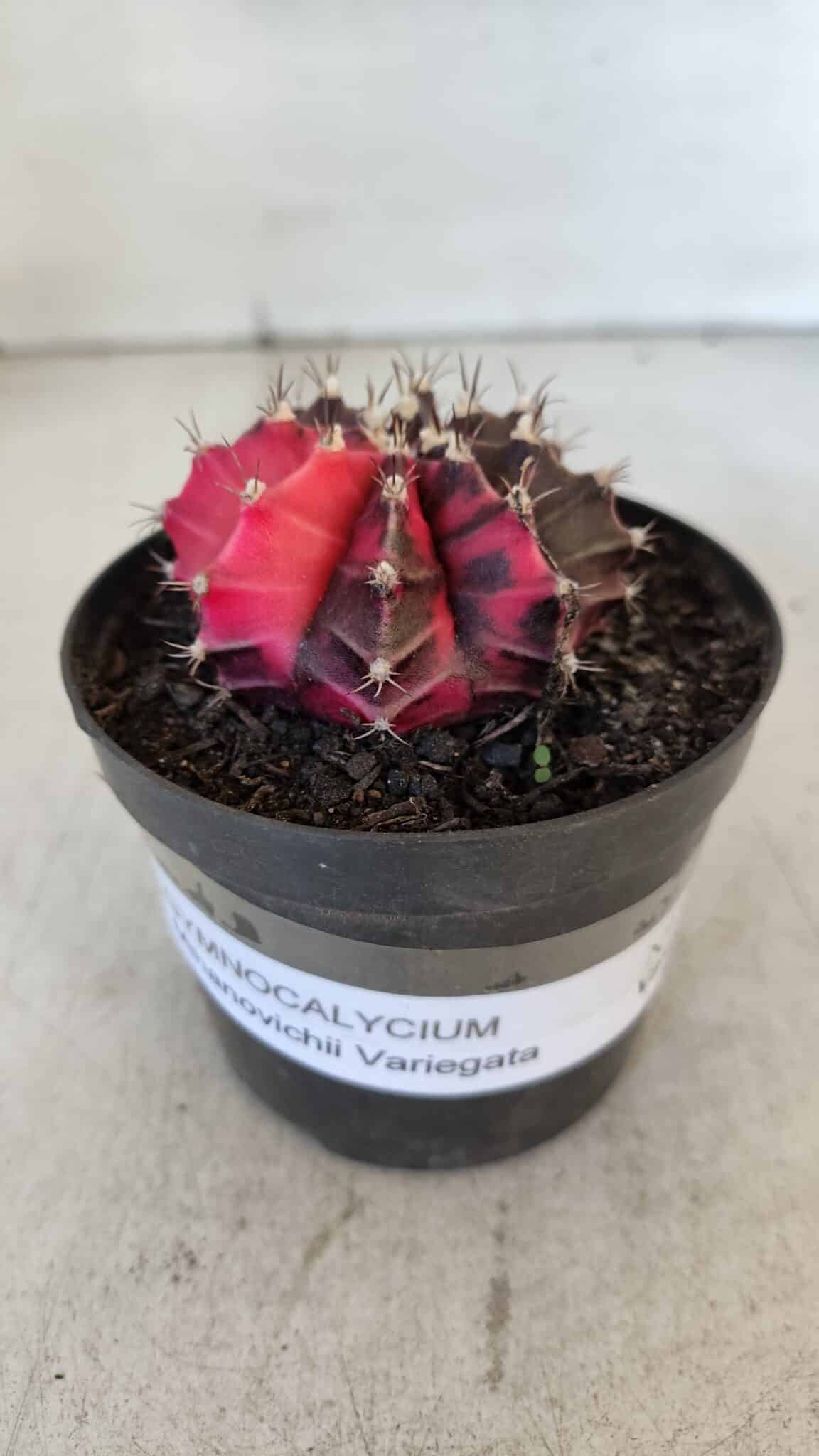 GYMNOCALYCIUM Mihanovichii Variegata Nº 538 – vaso 09