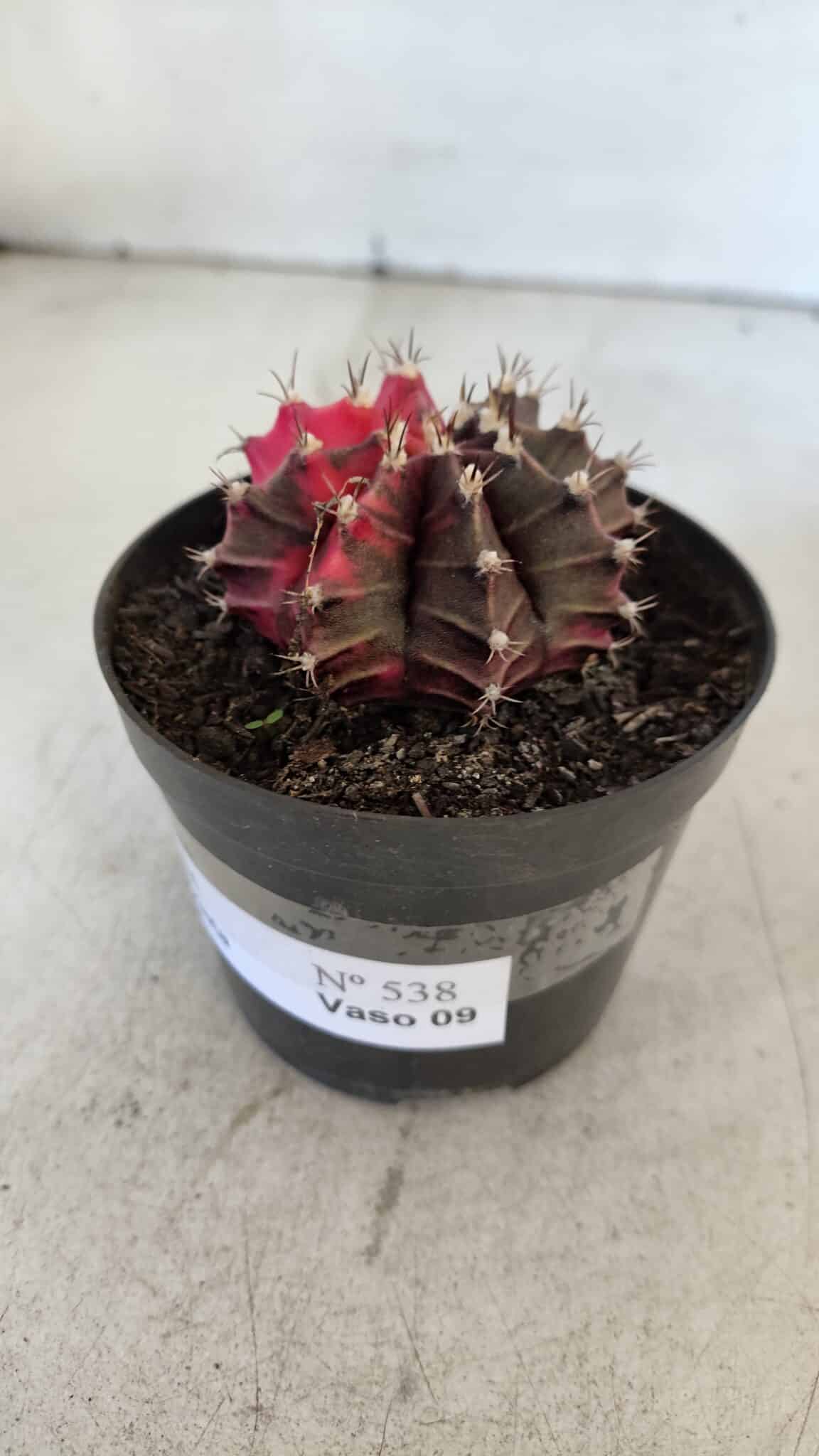 GYMNOCALYCIUM Mihanovichii Variegata Nº 538 – vaso 09