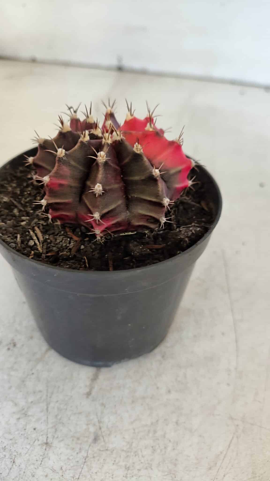 GYMNOCALYCIUM Mihanovichii Variegata Nº 538 – vaso 09