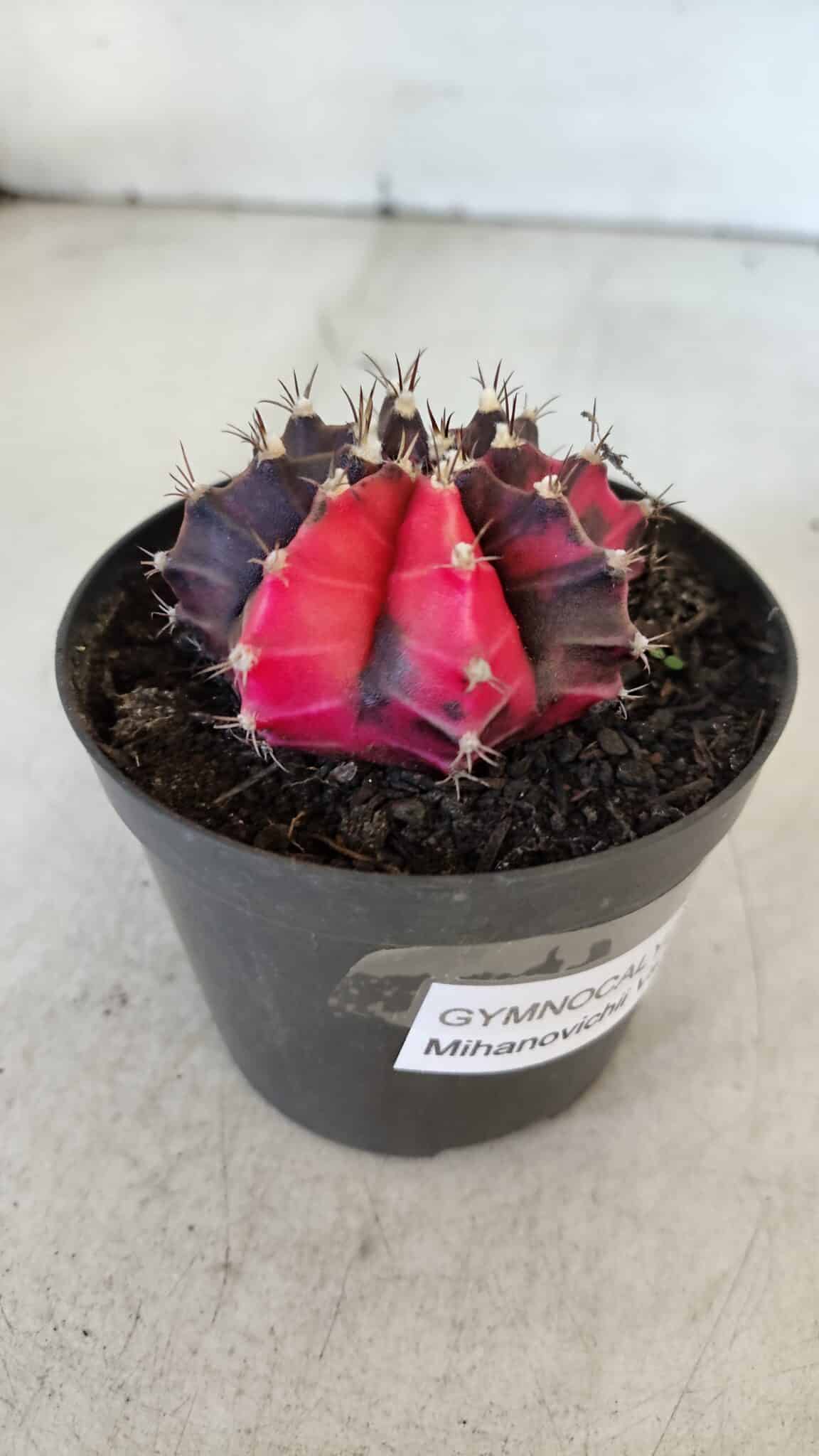 GYMNOCALYCIUM Mihanovichii Variegata Nº 538 – vaso 09