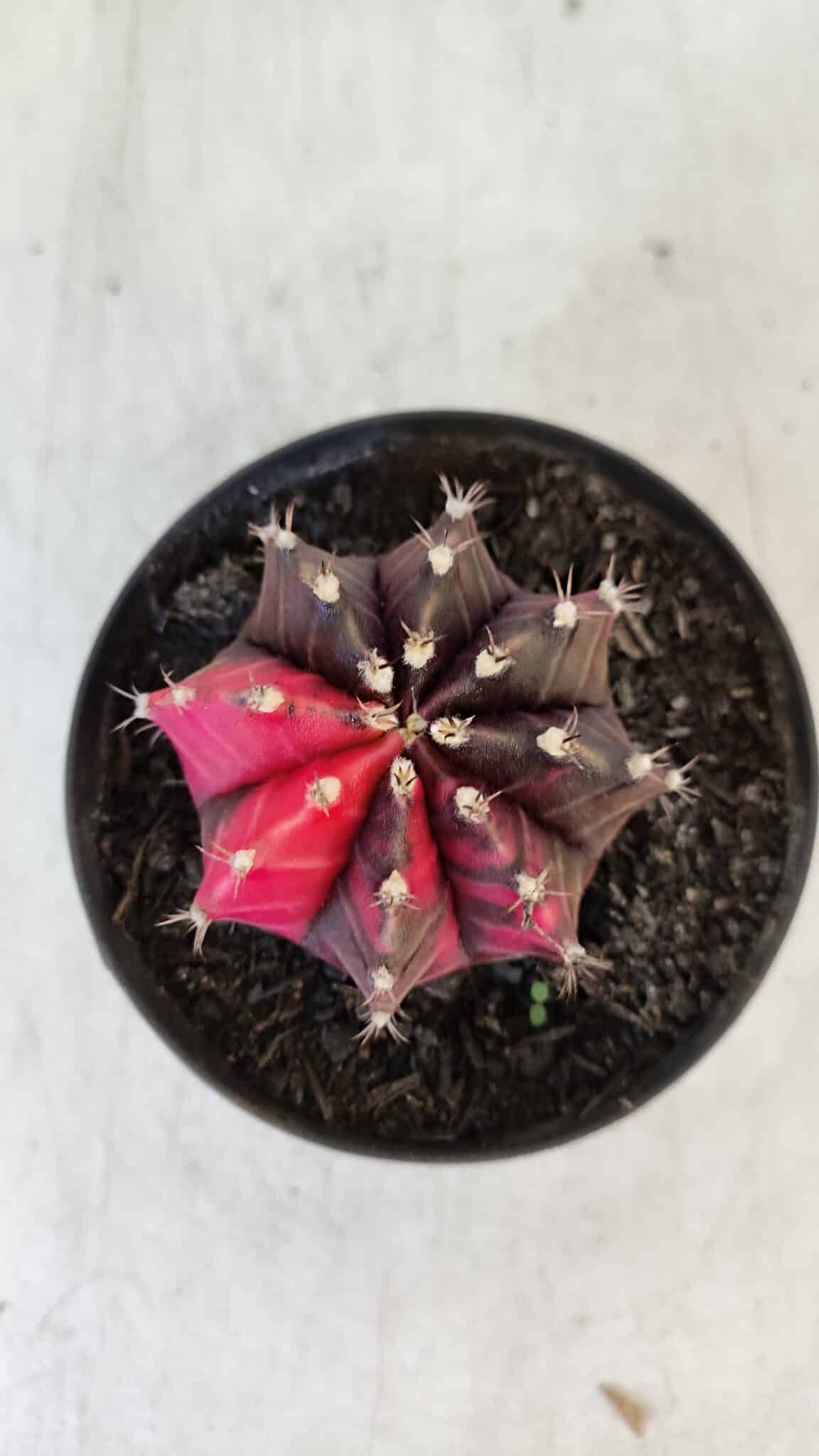 GYMNOCALYCIUM Mihanovichii Variegata Nº 538 – vaso 09