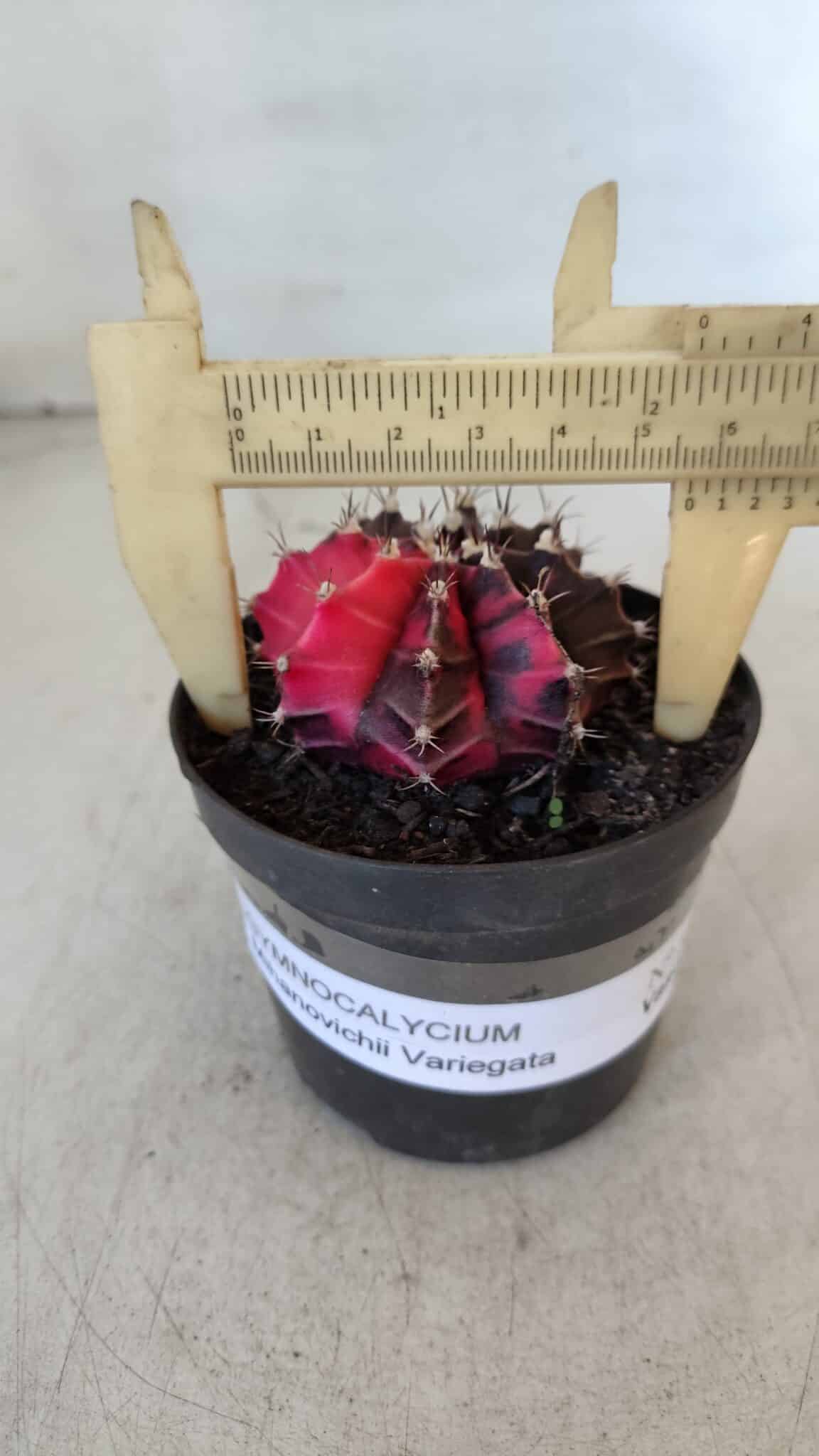 GYMNOCALYCIUM Mihanovichii Variegata Nº 538 – vaso 09