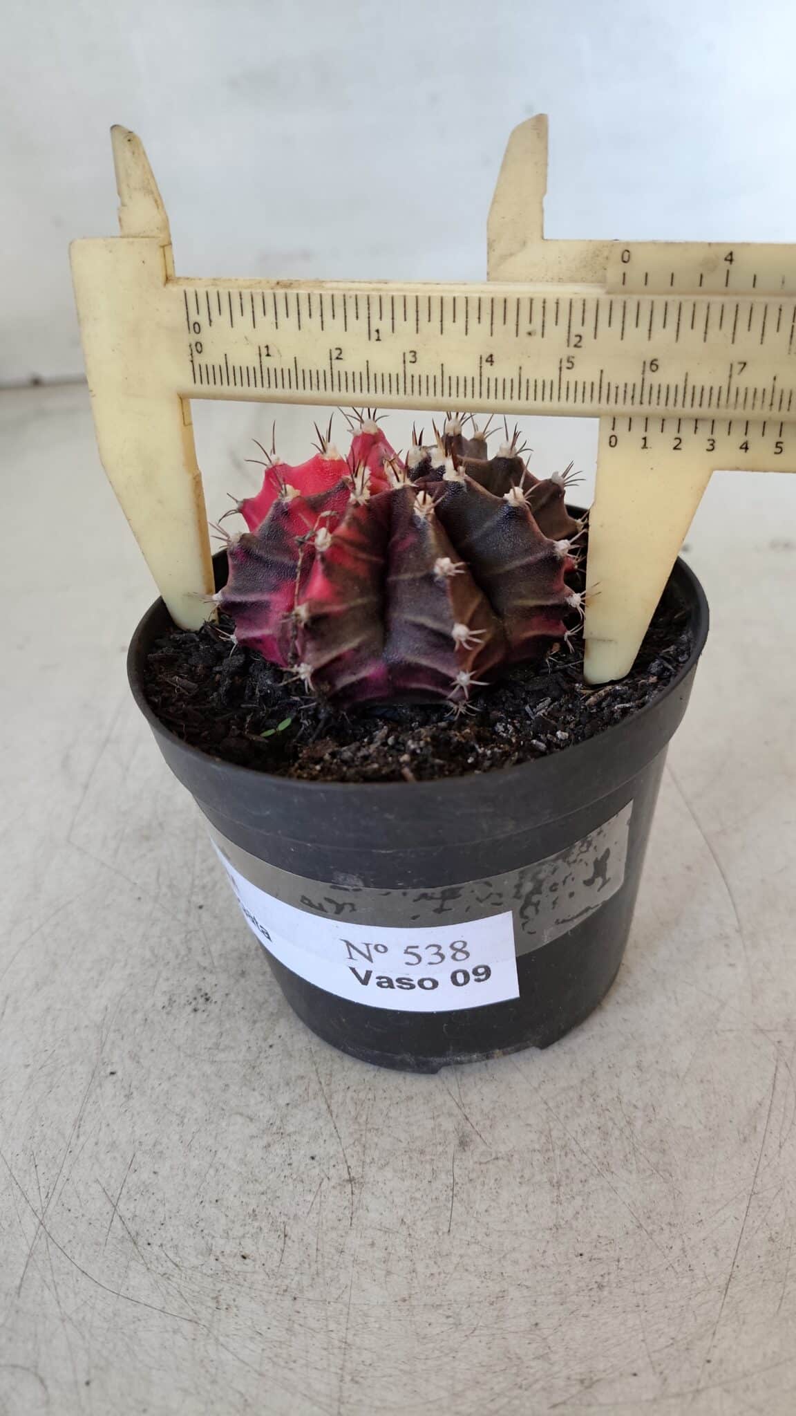 GYMNOCALYCIUM Mihanovichii Variegata Nº 538 – vaso 09