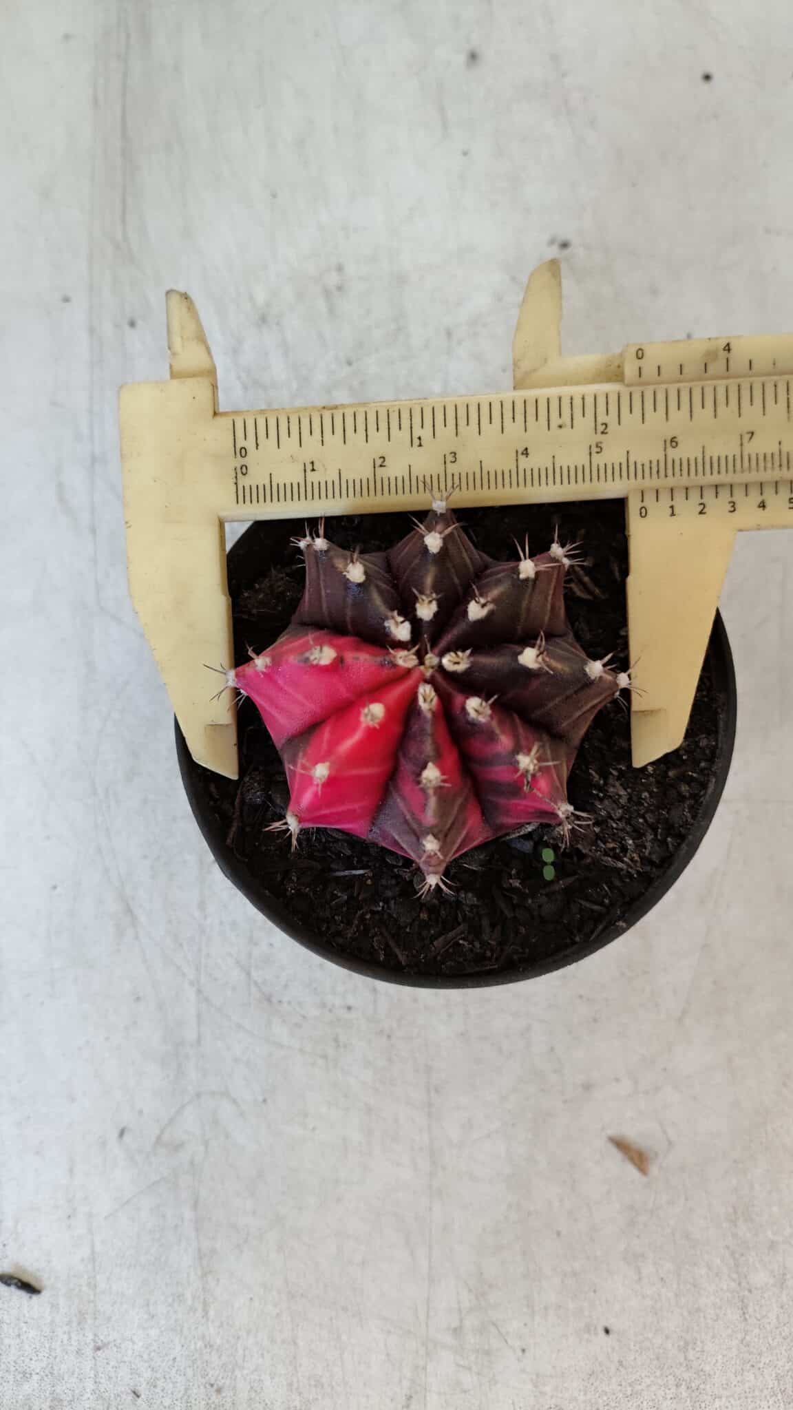 GYMNOCALYCIUM Mihanovichii Variegata Nº 538 – vaso 09