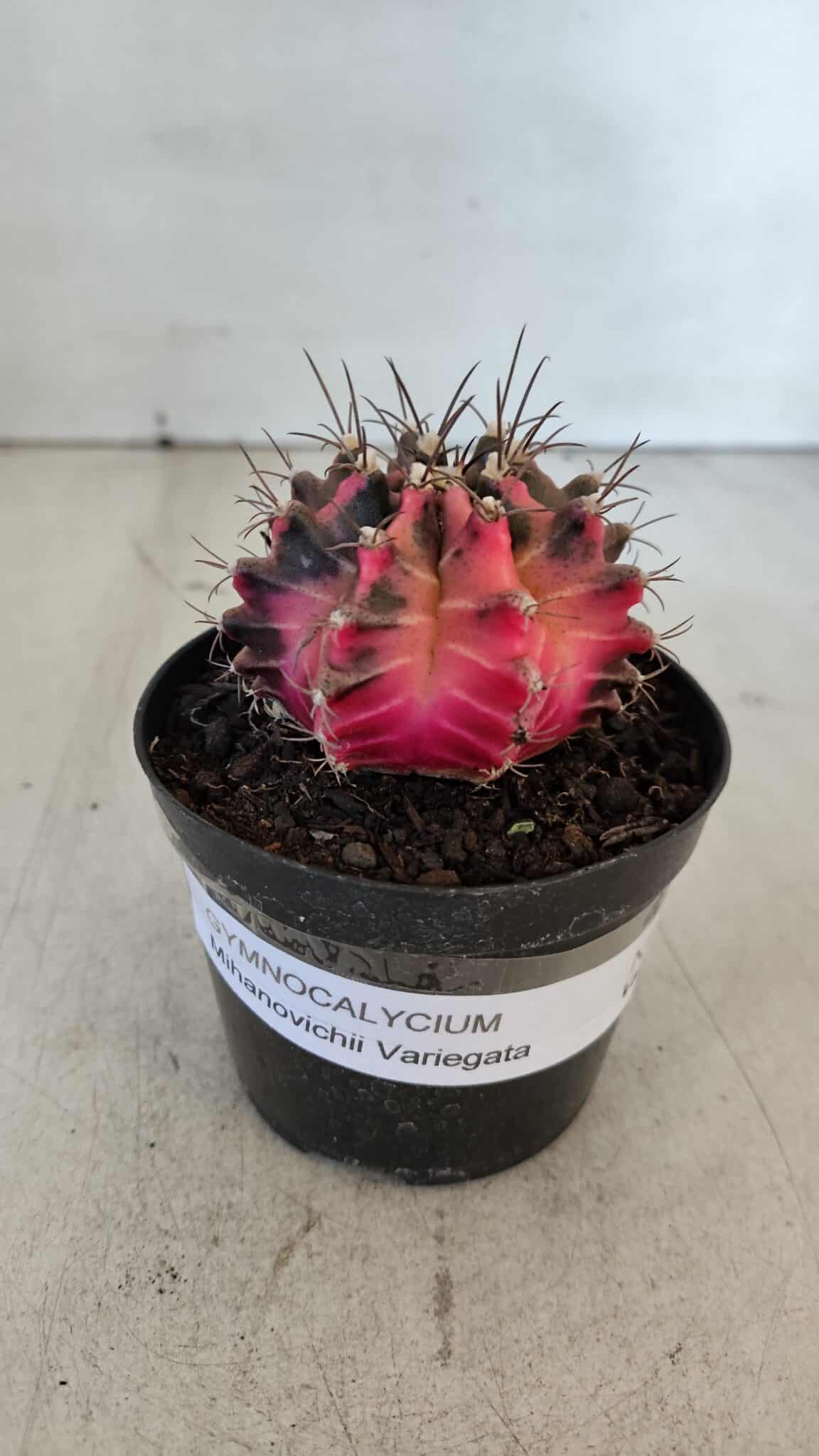 GYMNOCALYCIUM Mihanovichii Variegata Nº 539 – vaso 09