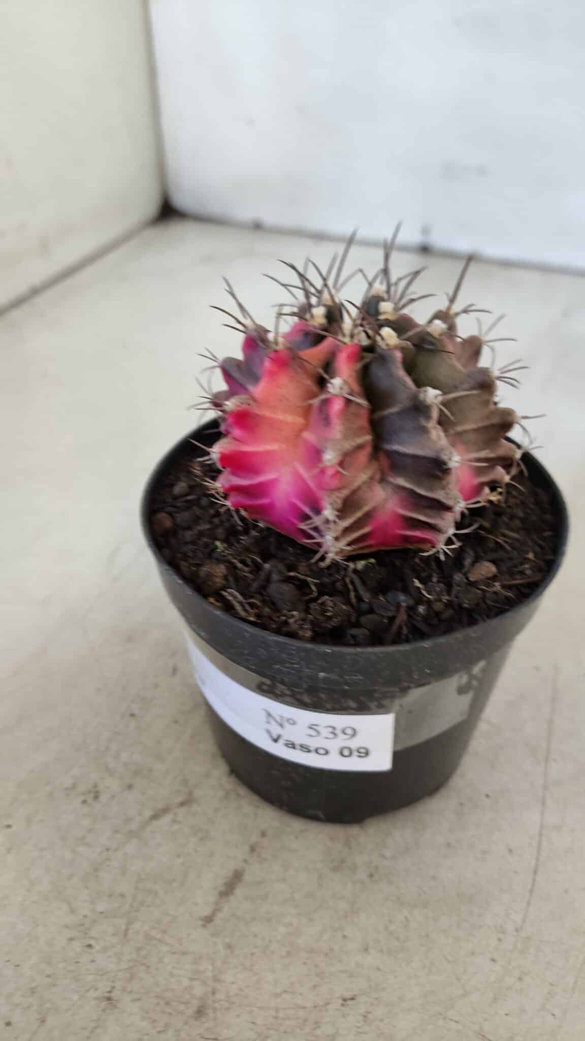 GYMNOCALYCIUM Mihanovichii Variegata Nº 539 – vaso 09