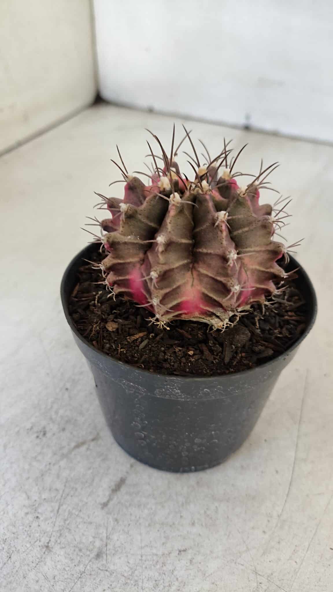 GYMNOCALYCIUM Mihanovichii Variegata Nº 539 – vaso 09